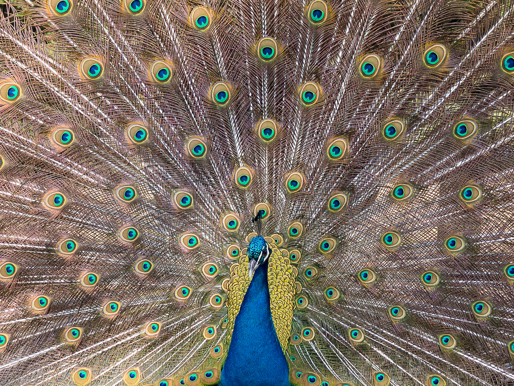 Peacock
