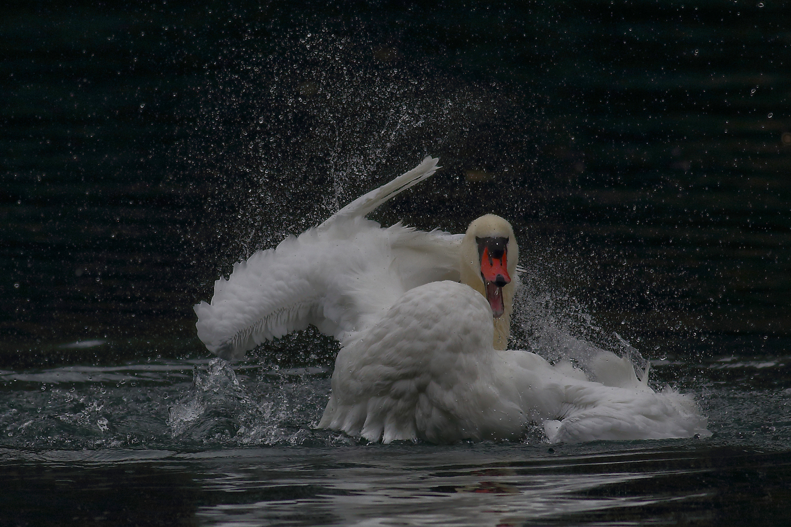 Swan to the bathroom