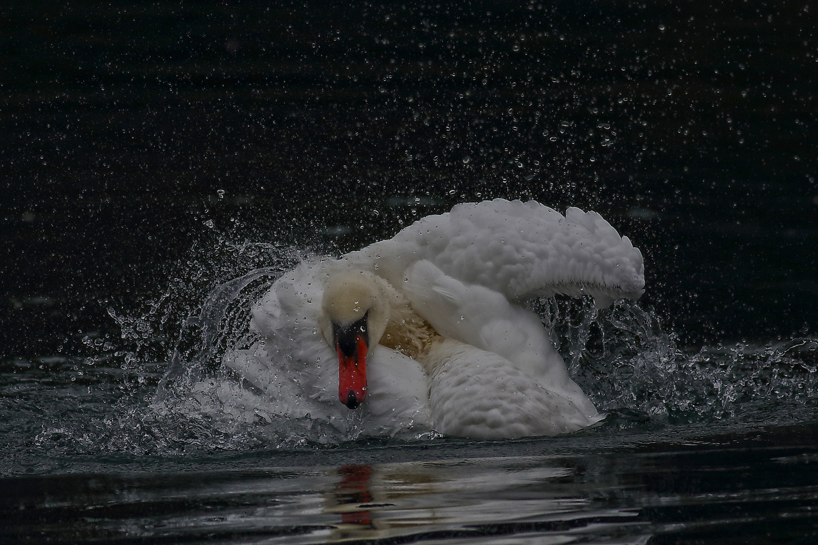 swan