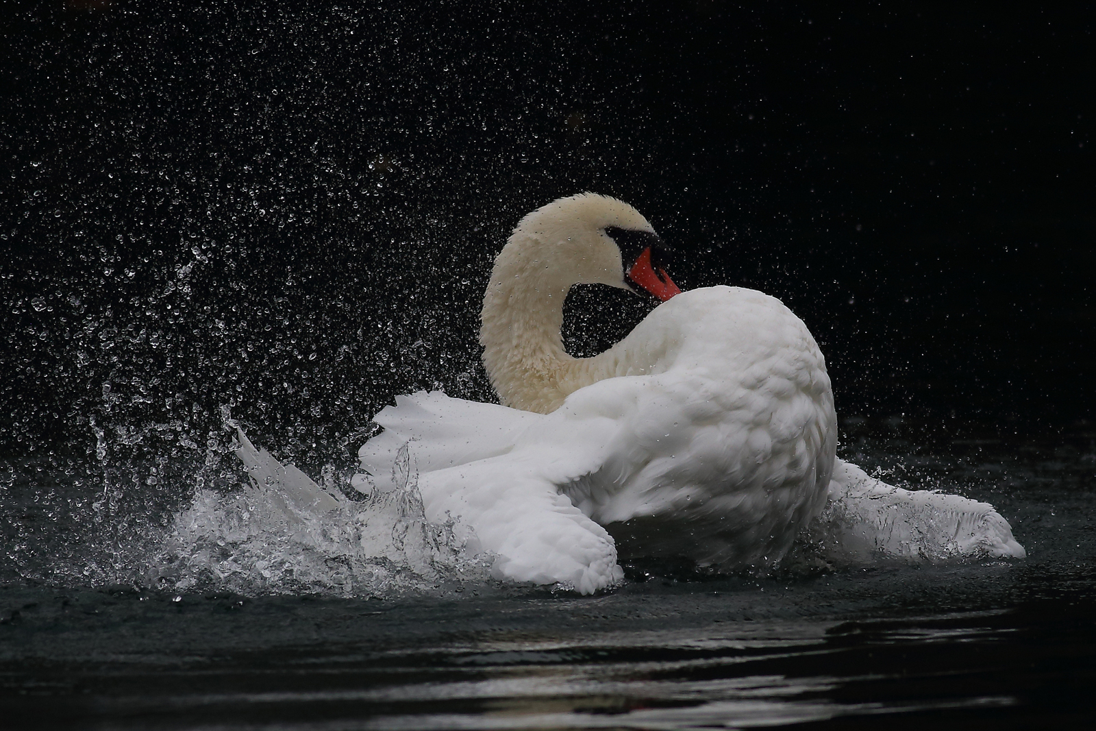 swan