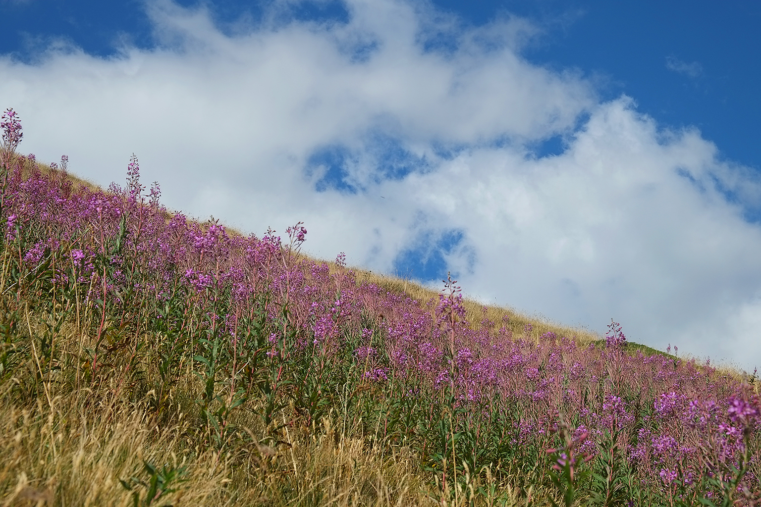 Fioritura di epilobio