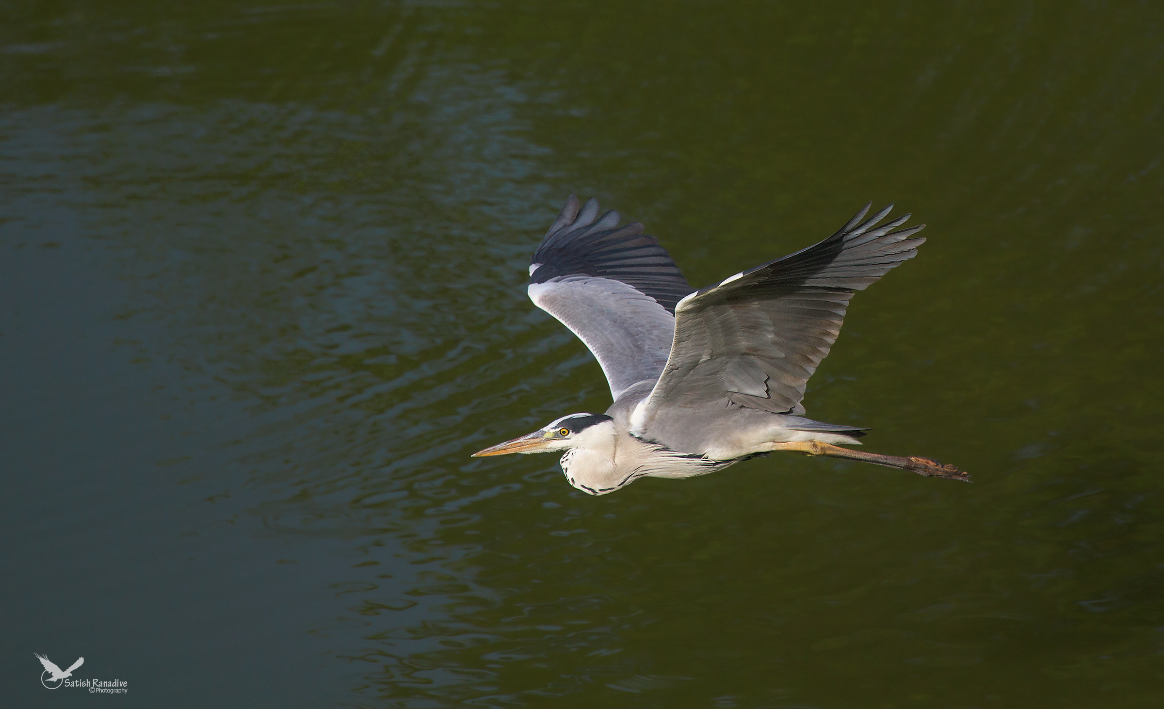 Grey Heron in flight over the water.