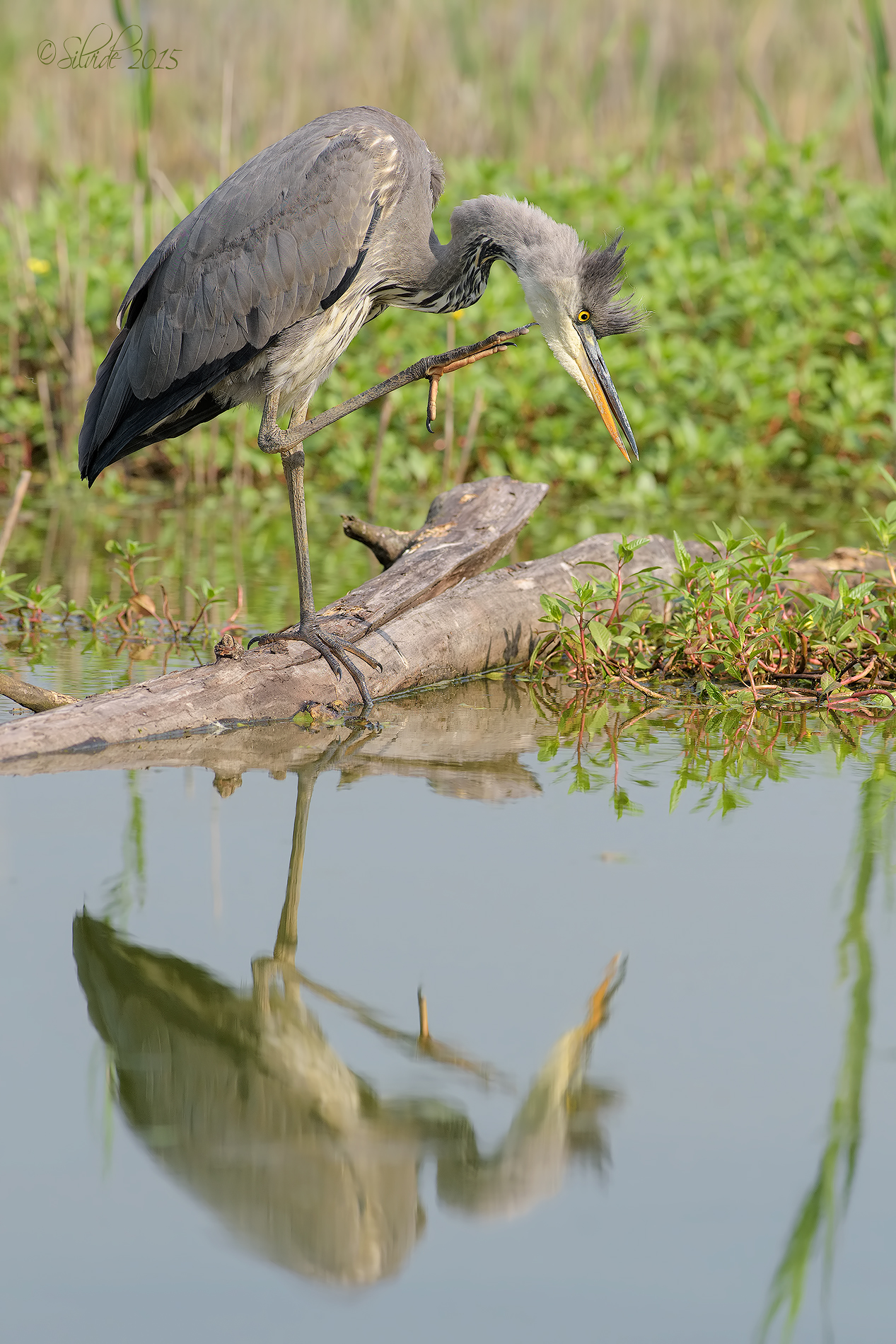 Toilette allo specchio
