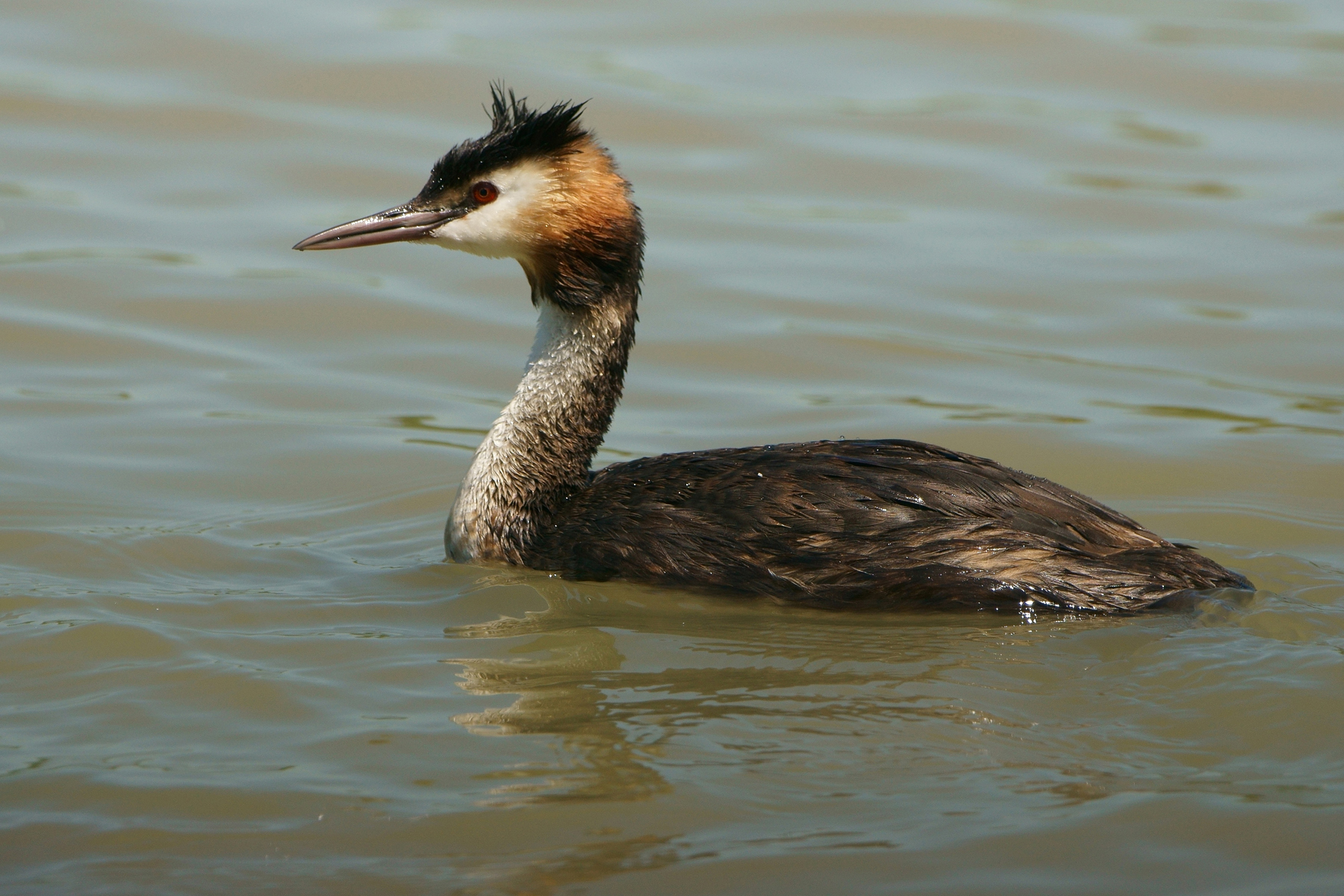 Great Crested Grebe