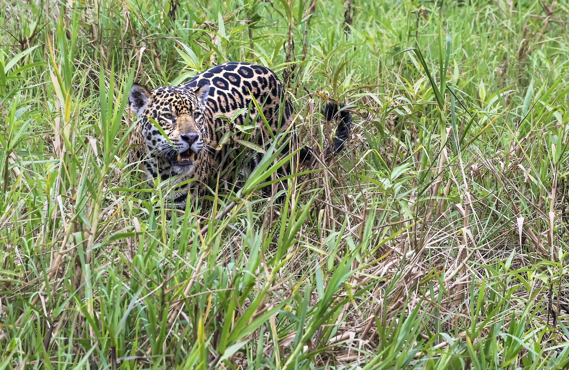 Pantanal 2015 - Jaguar
