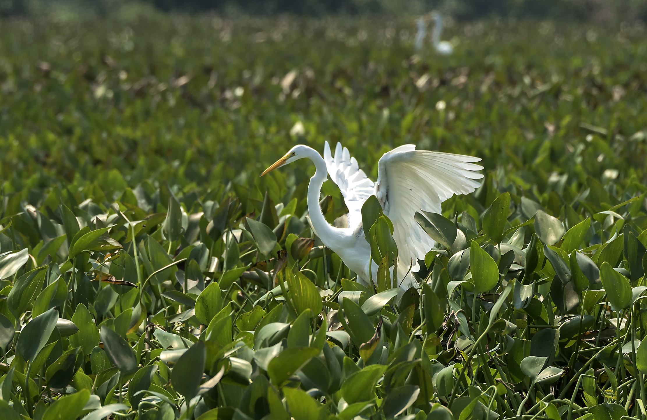Pantanal 2015 - Airone