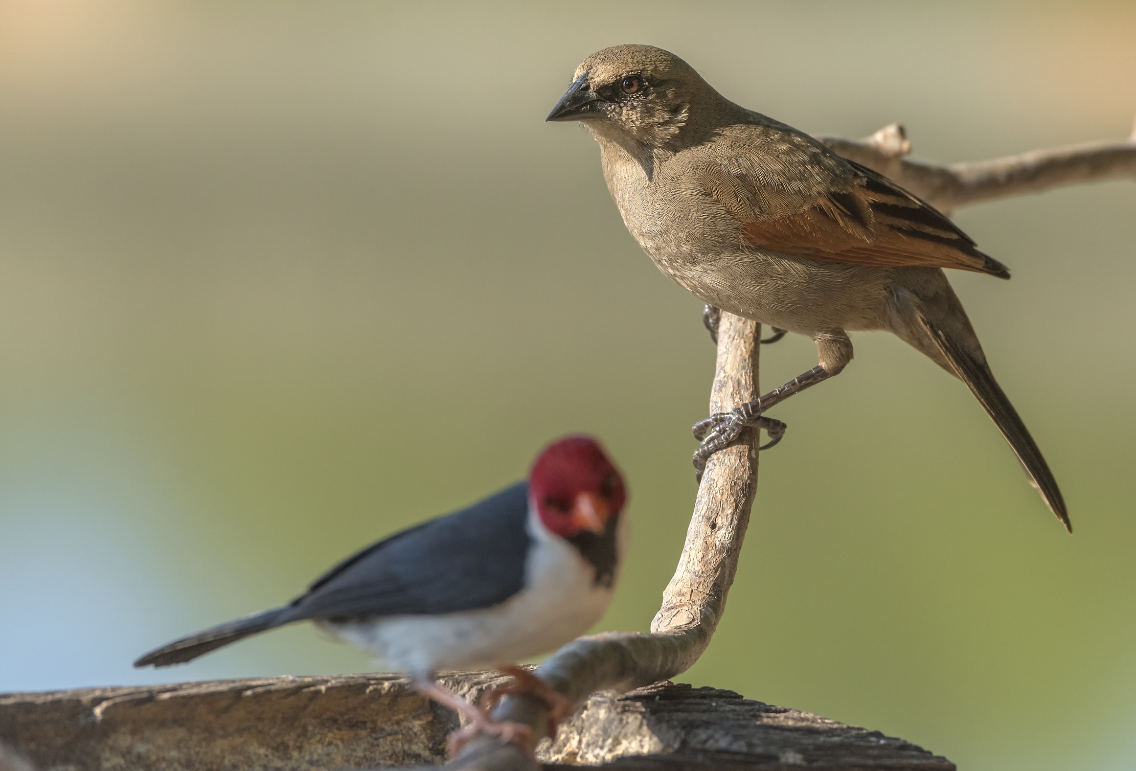 Pantanal 2015 - Grayish baywing