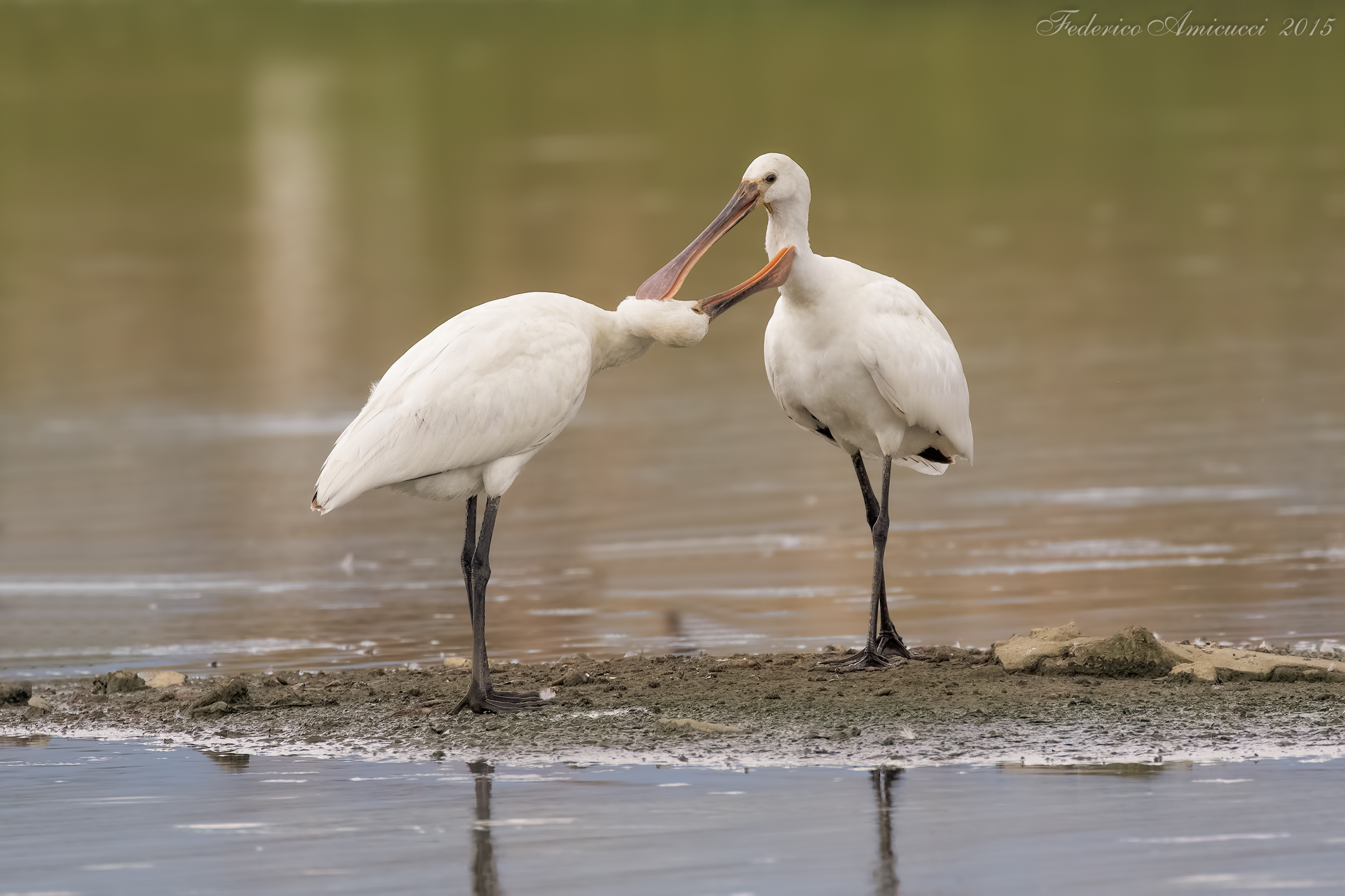 Spatole in reciproca pulizia