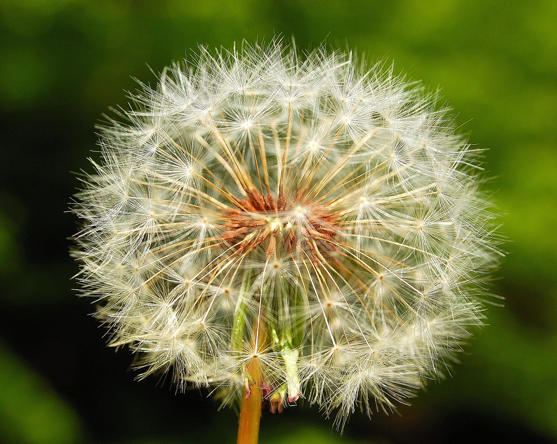 Dandelion
