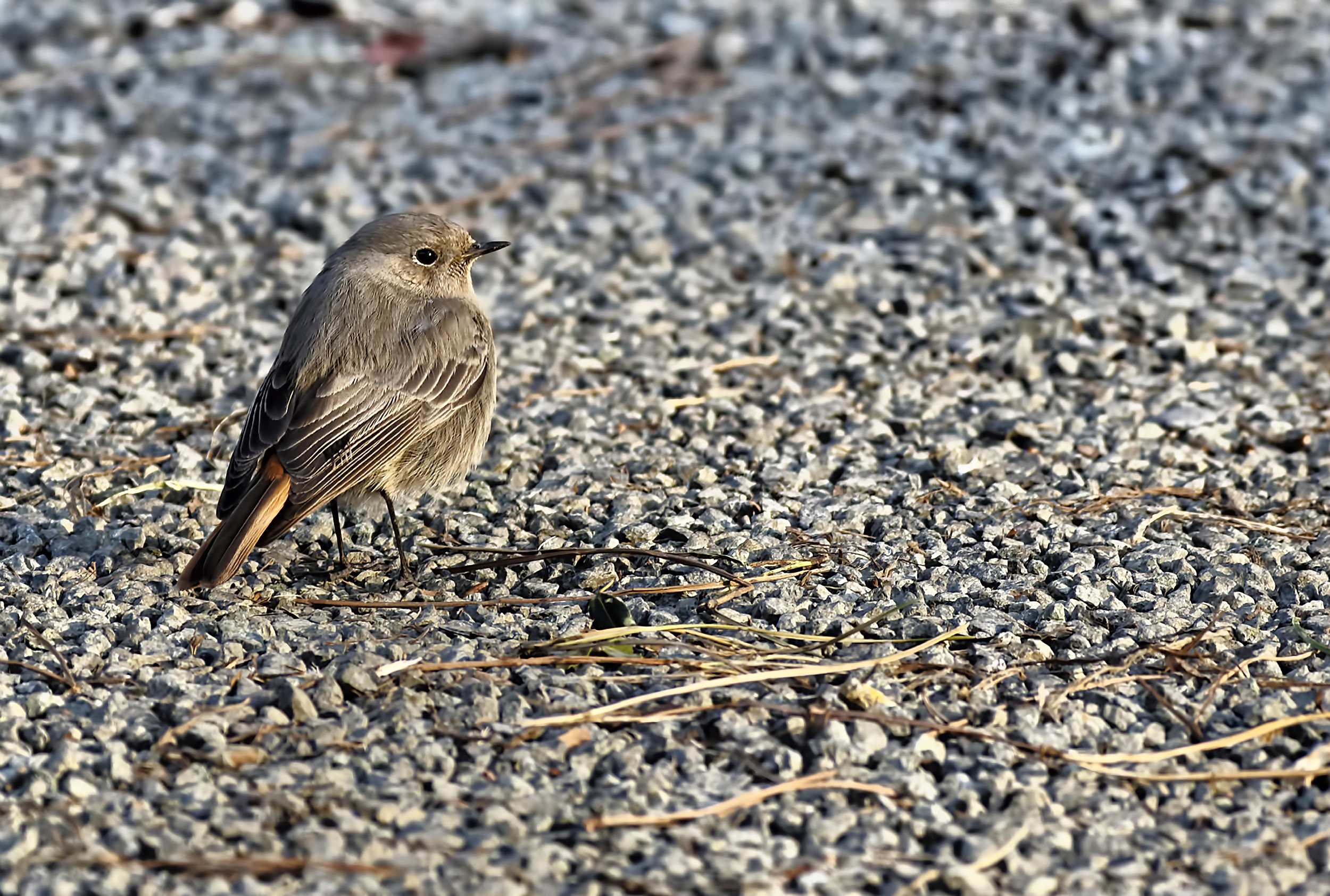 Femmina di Codirosso Spazzacamino