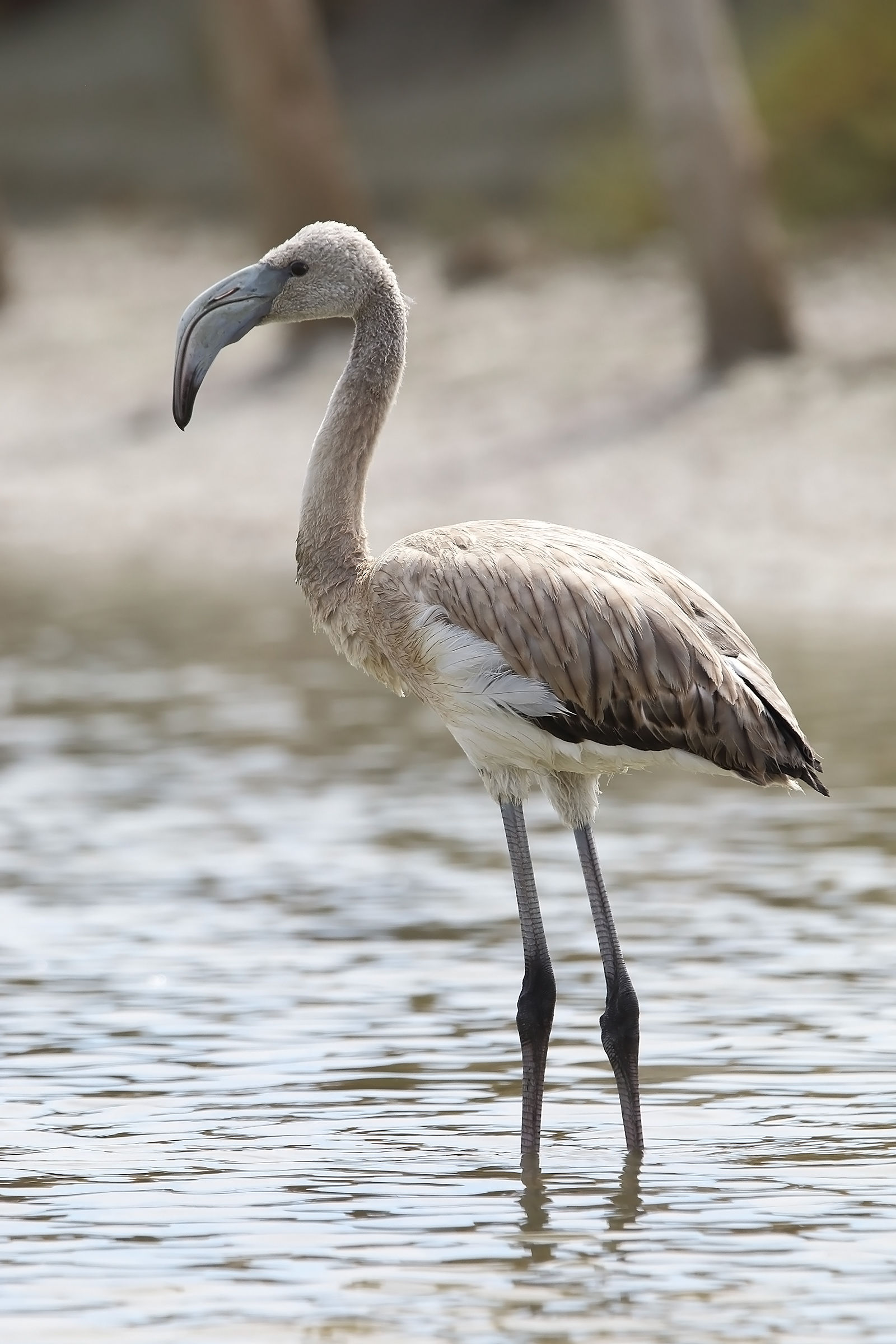flamingo juv