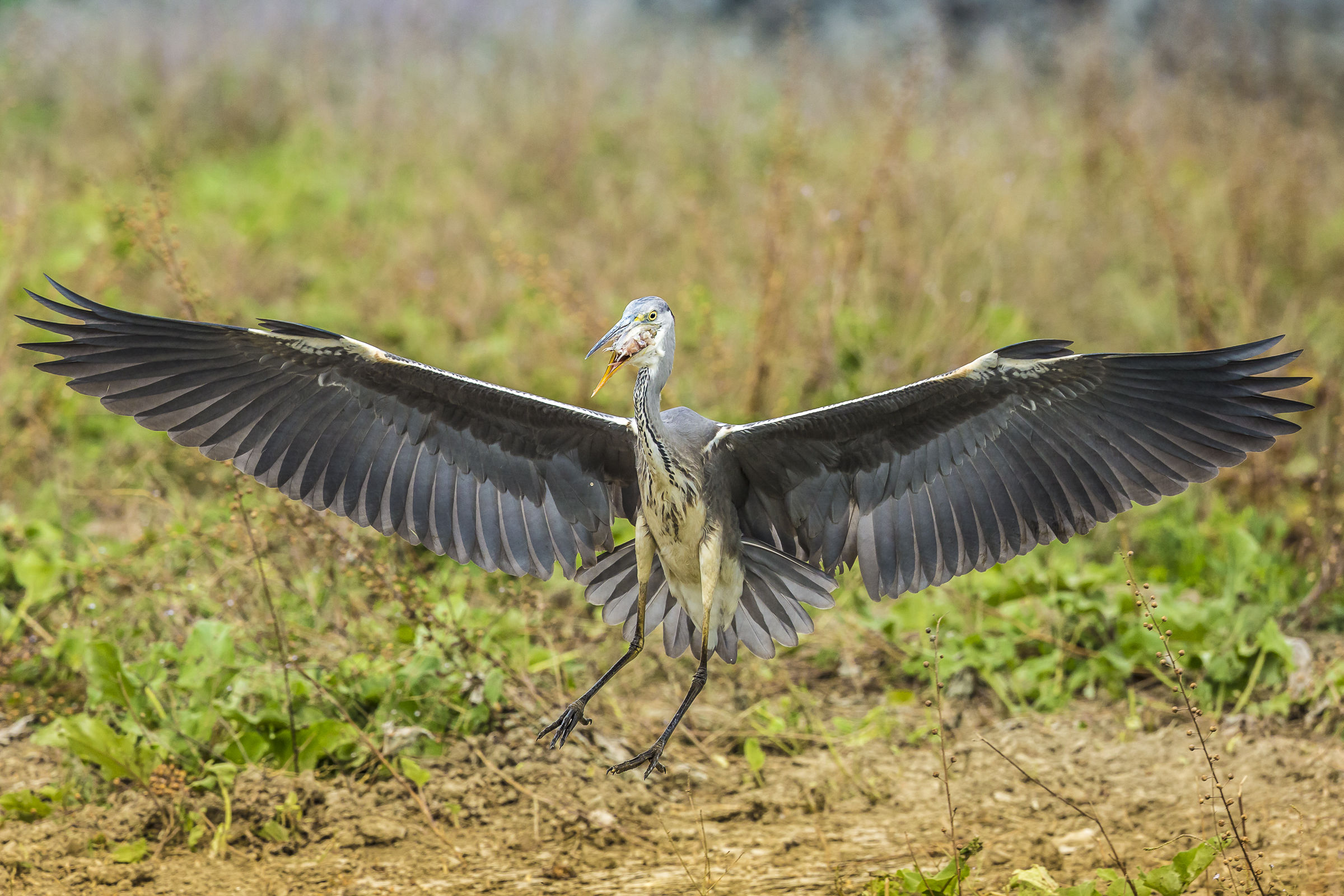 mangio un boccone poi riparto