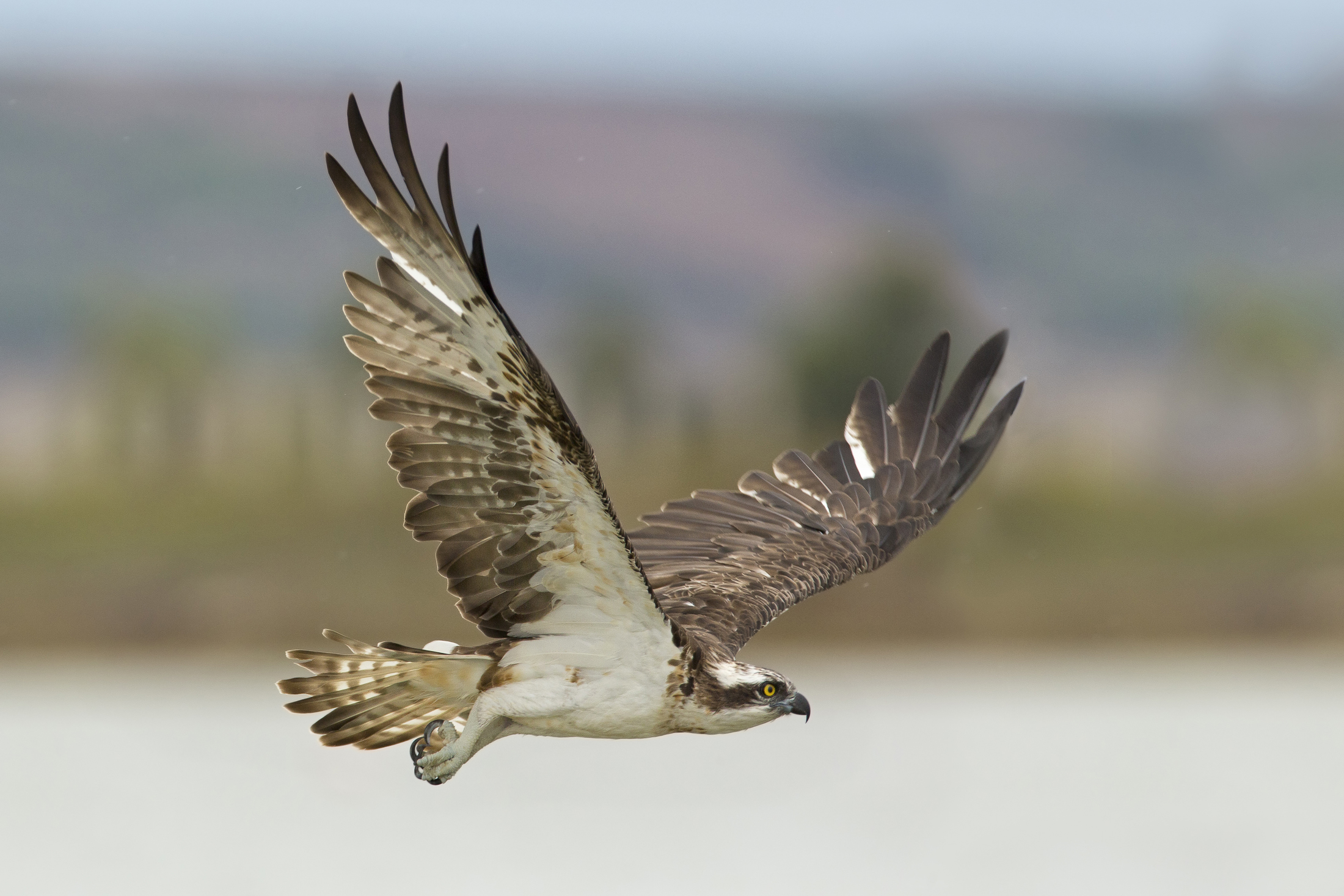 osprey...al volo sotto la pioggia