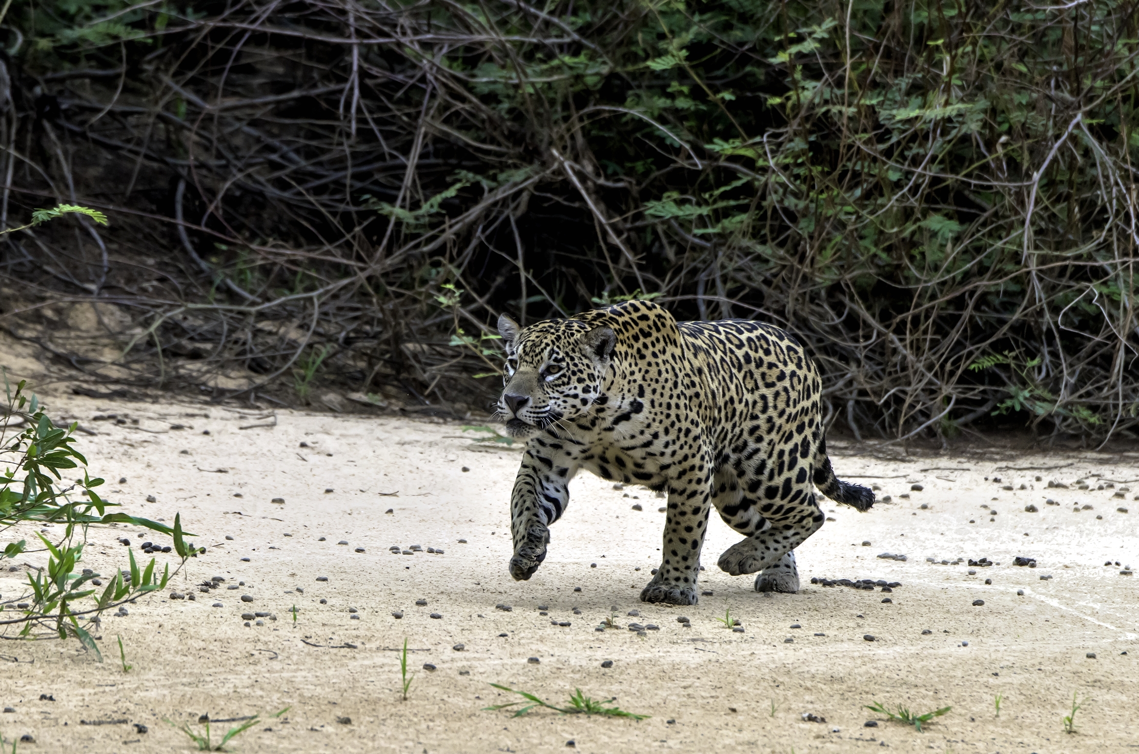 Pantanal 2015 - Agguato sul Cuiabà