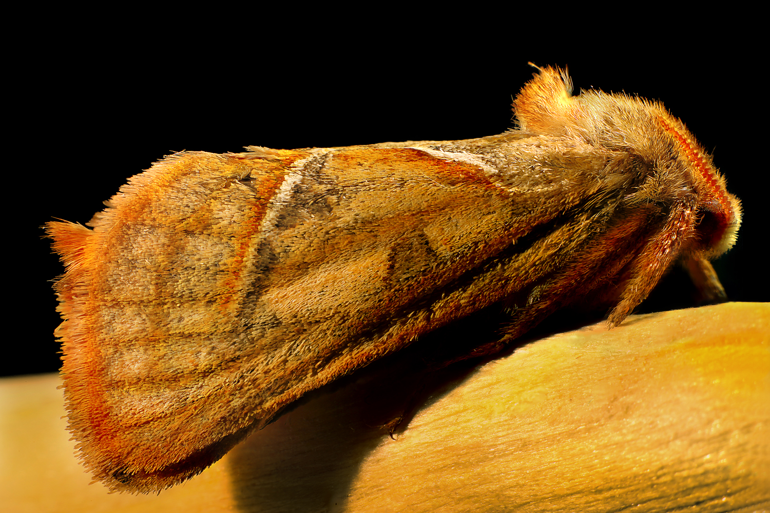 Lepidottero notturno (Malacosoma neustrium)