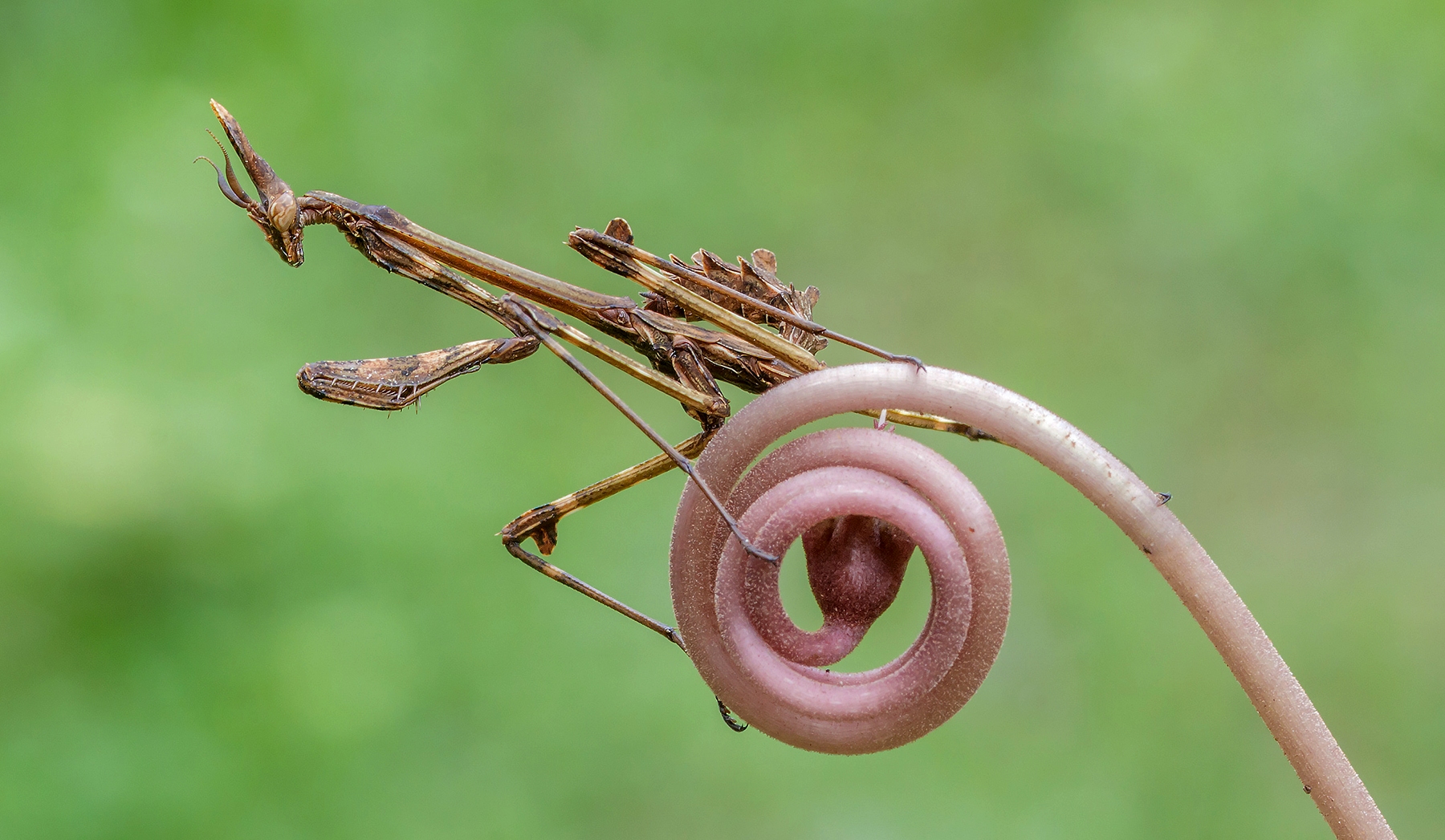 e' periodo di Empuse....