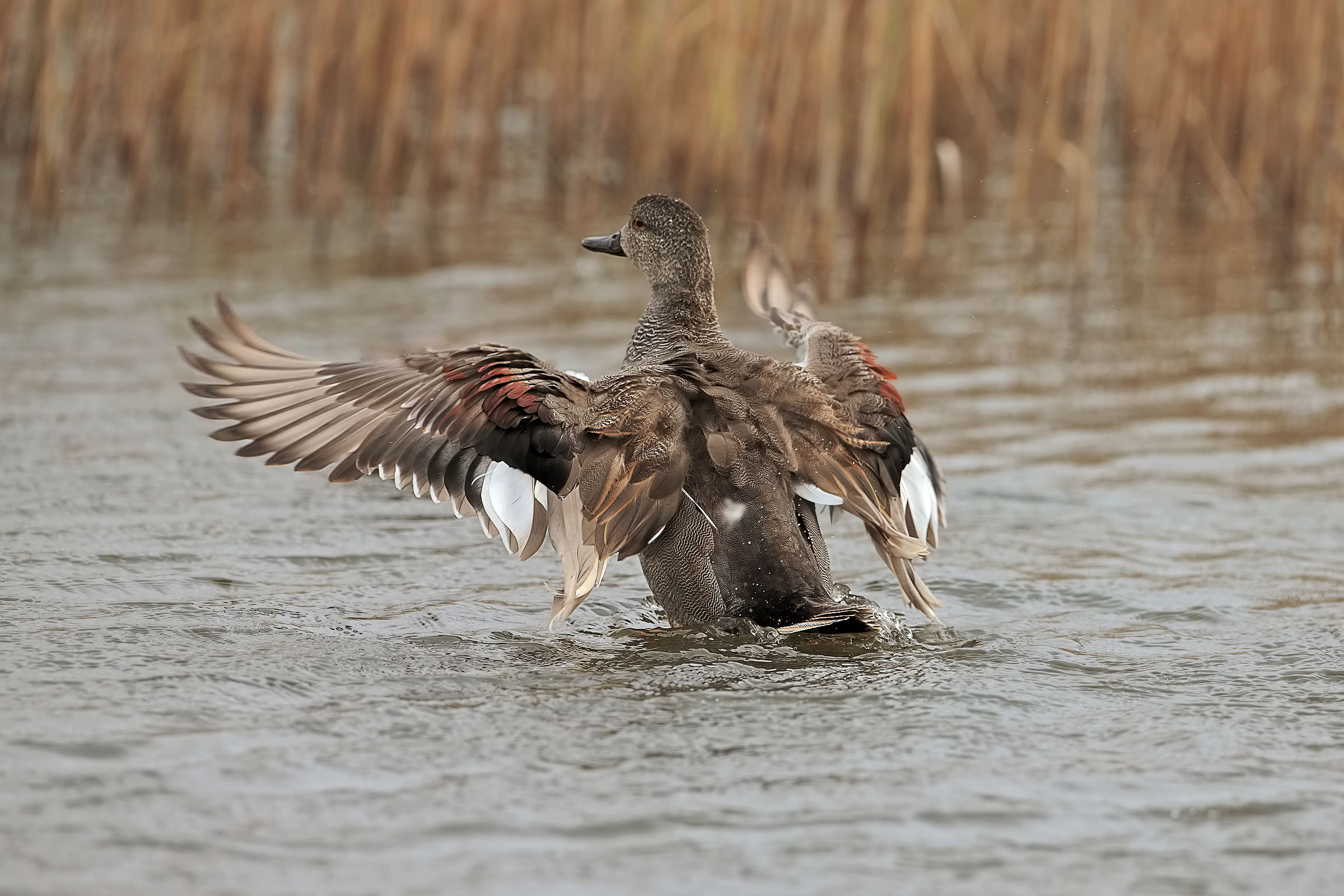 maschio di Canapiglia