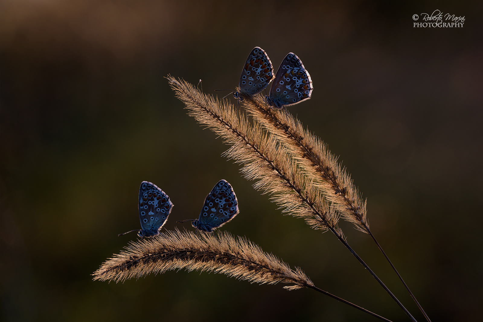 the four reverse ....