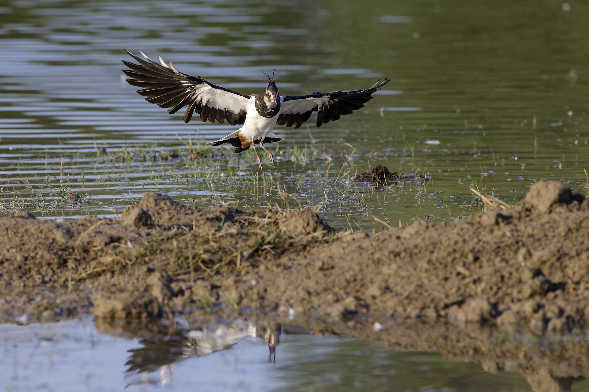 Lapwing