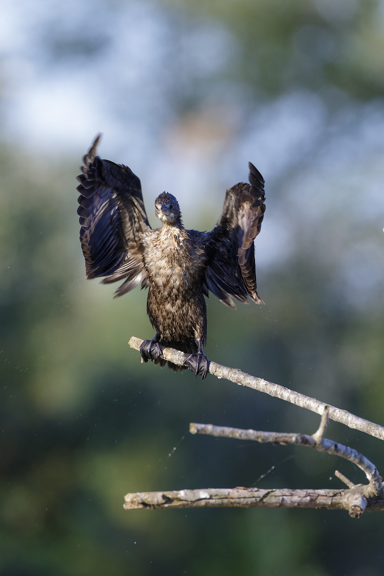 Pygmy cormorant