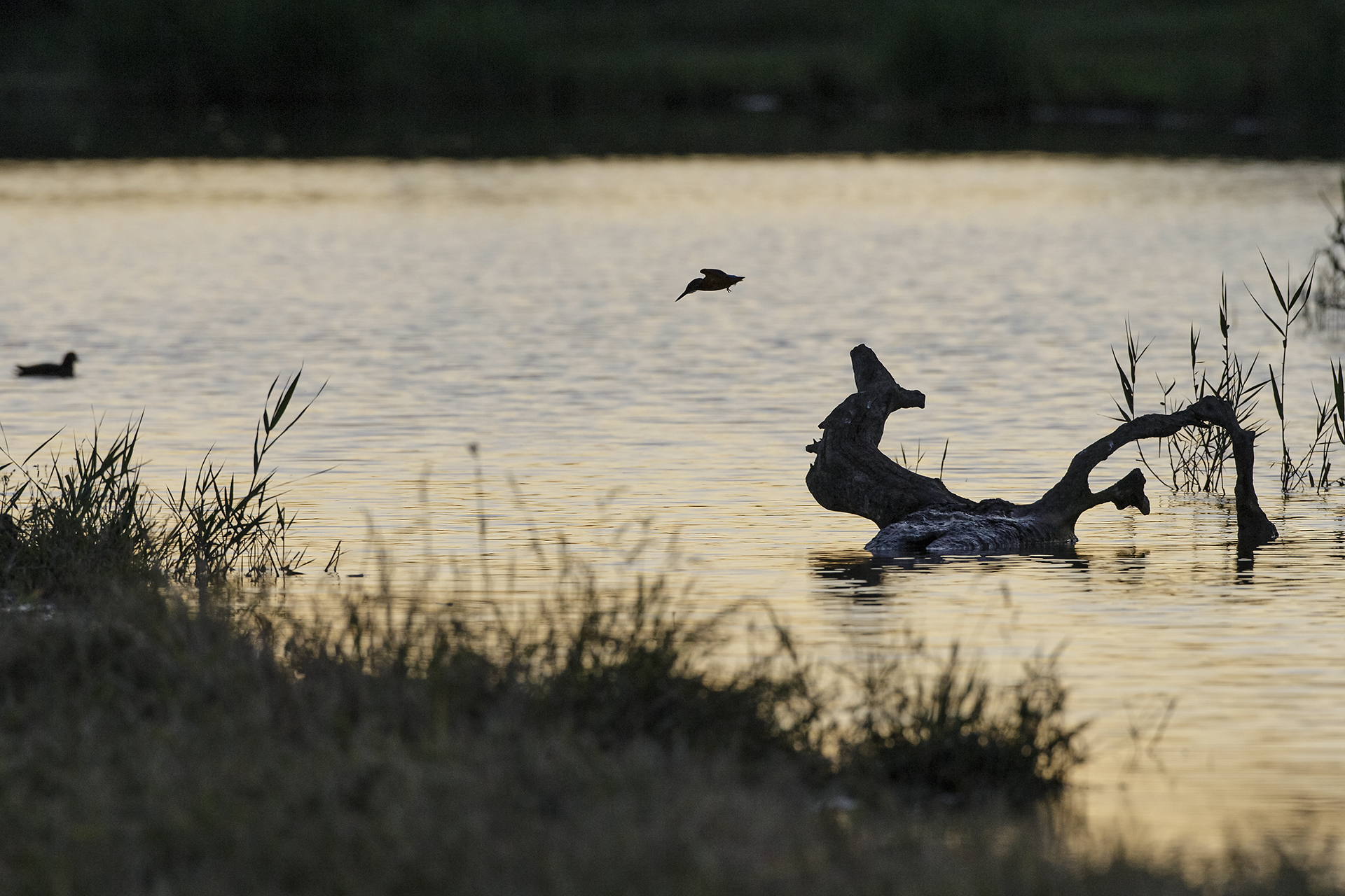 Kingfisher (silhouettes)