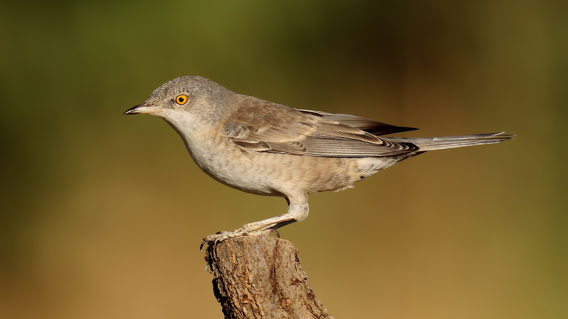 Sylvia nisoria »Barred Warbler