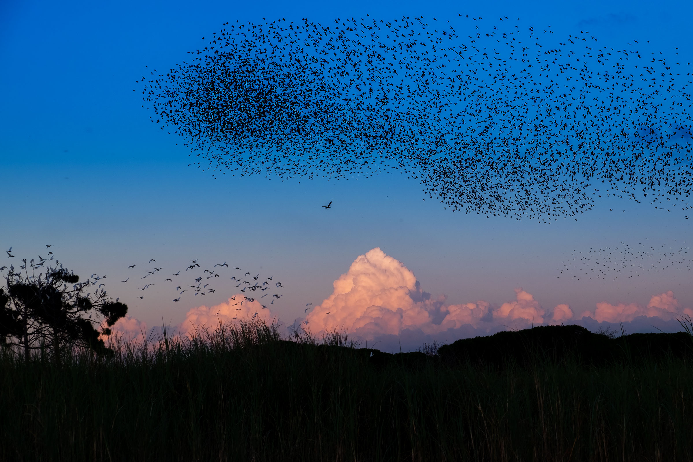 Starlings and herons