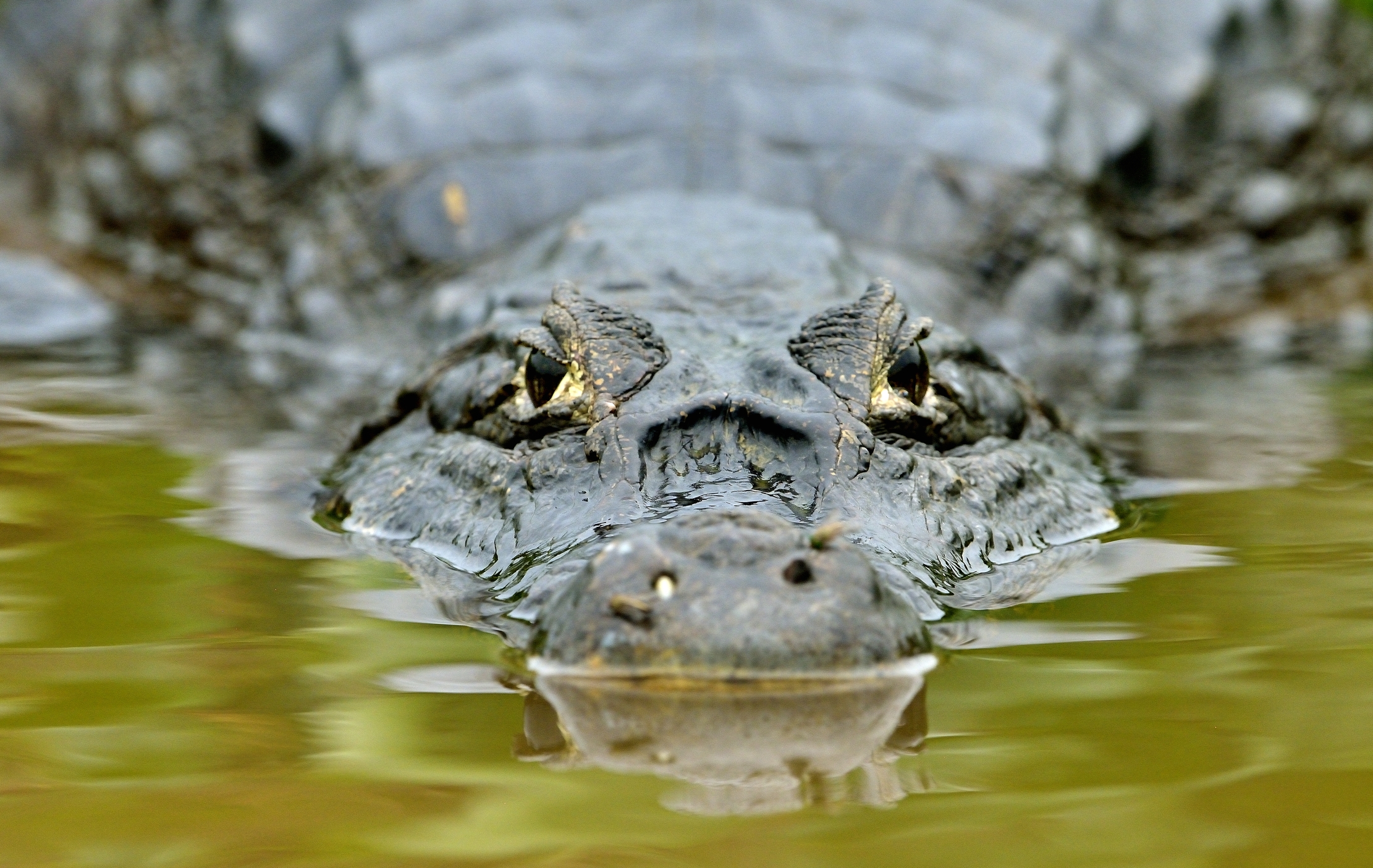 Pantanal 2015 - Caiman