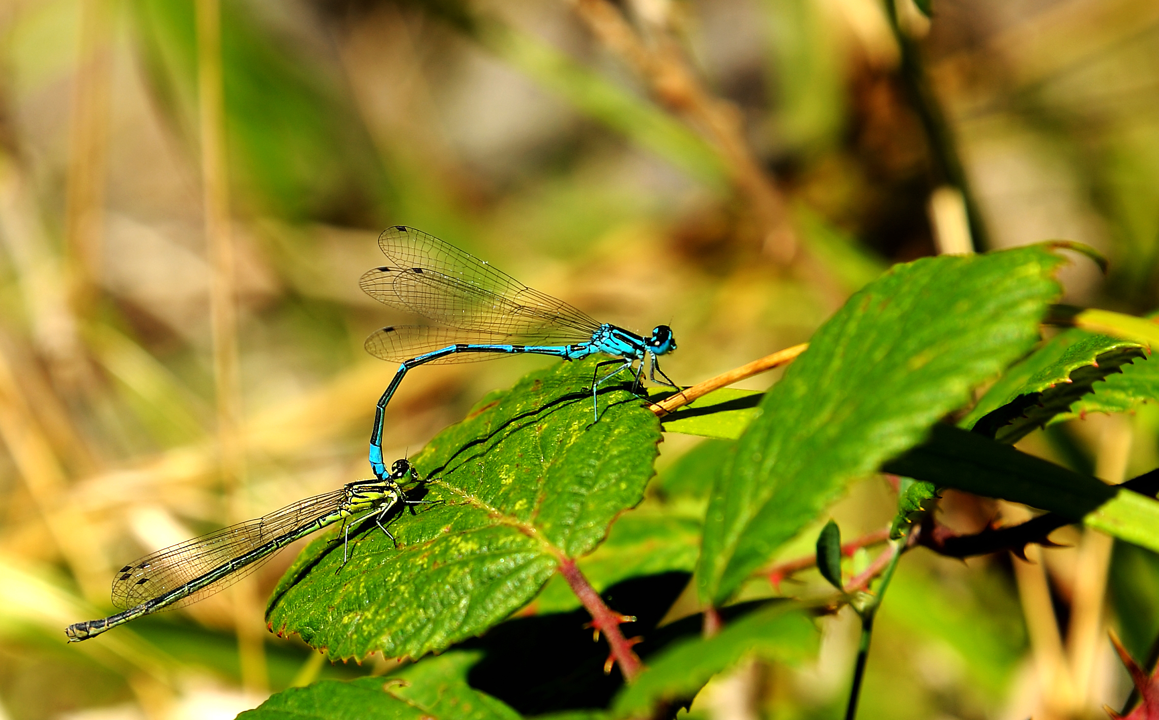 Libellule in accoppiamento