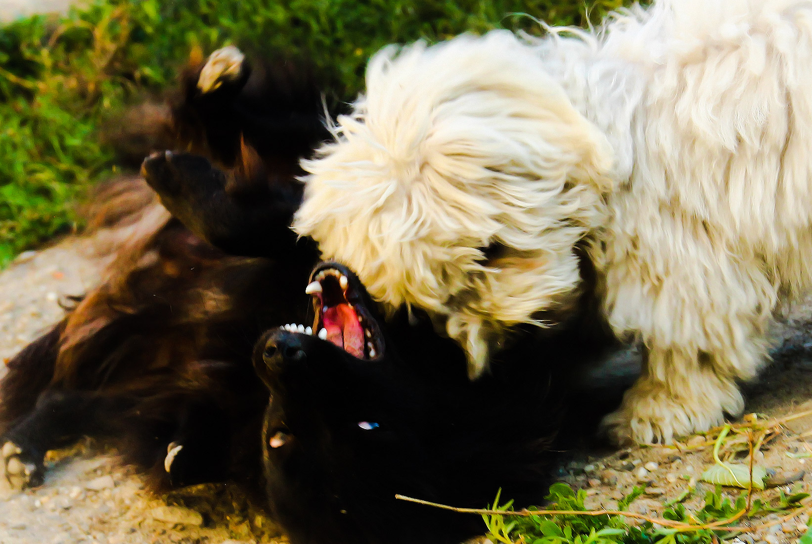 Battaglia bianco-nero