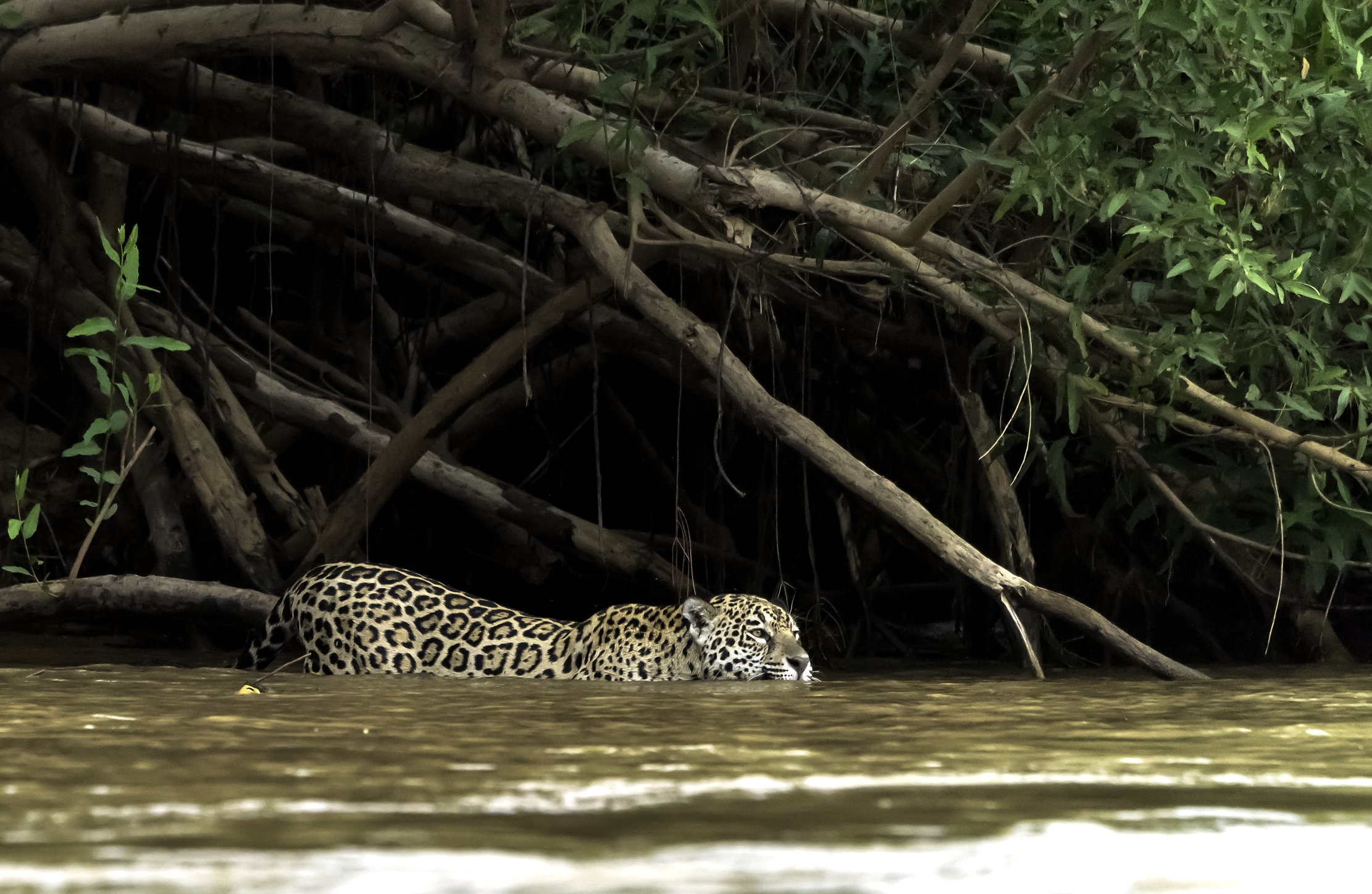 Pantanal 2015 - Per l'attraversata
