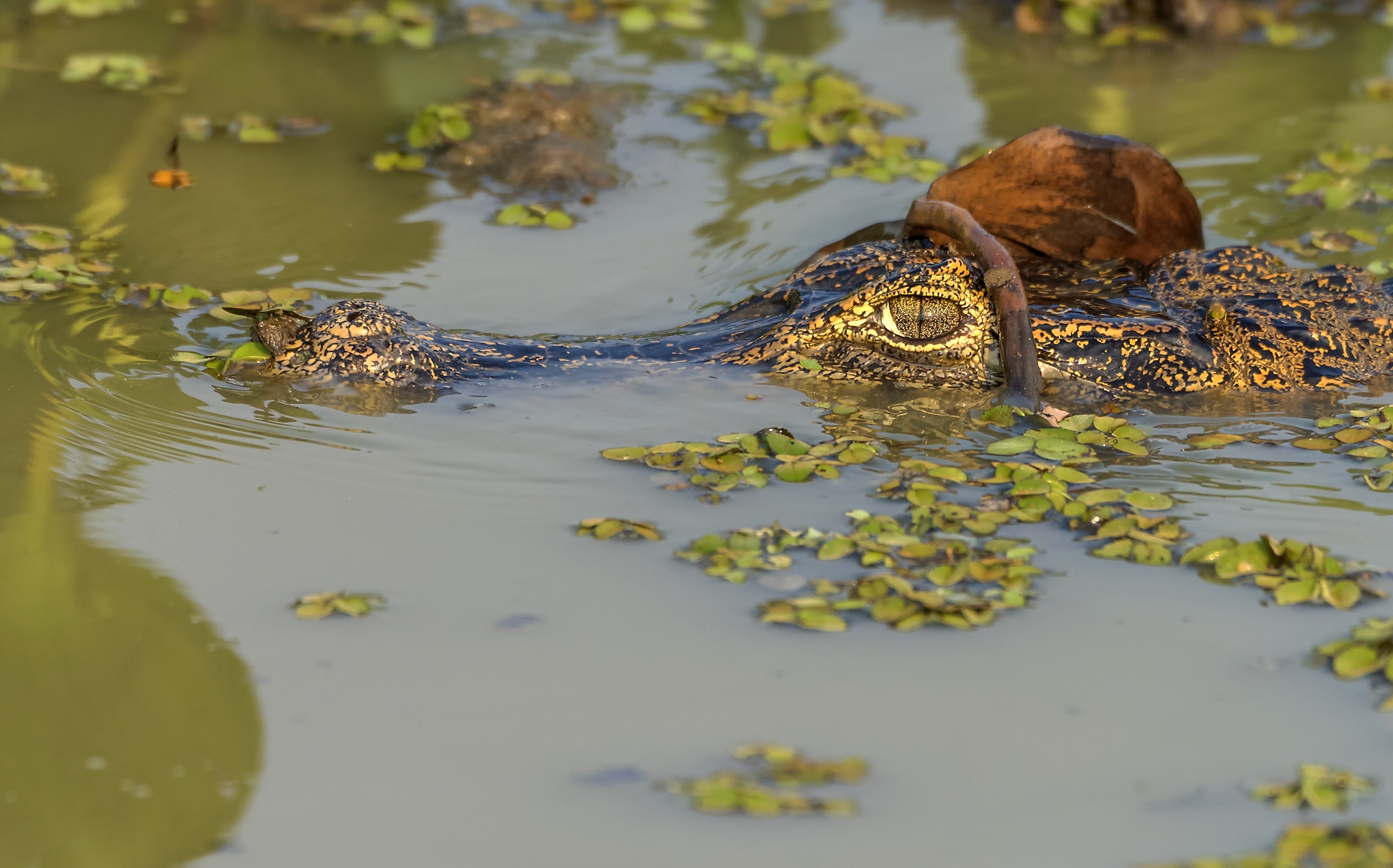 Pantanal 2015 - L'occhio del caimano