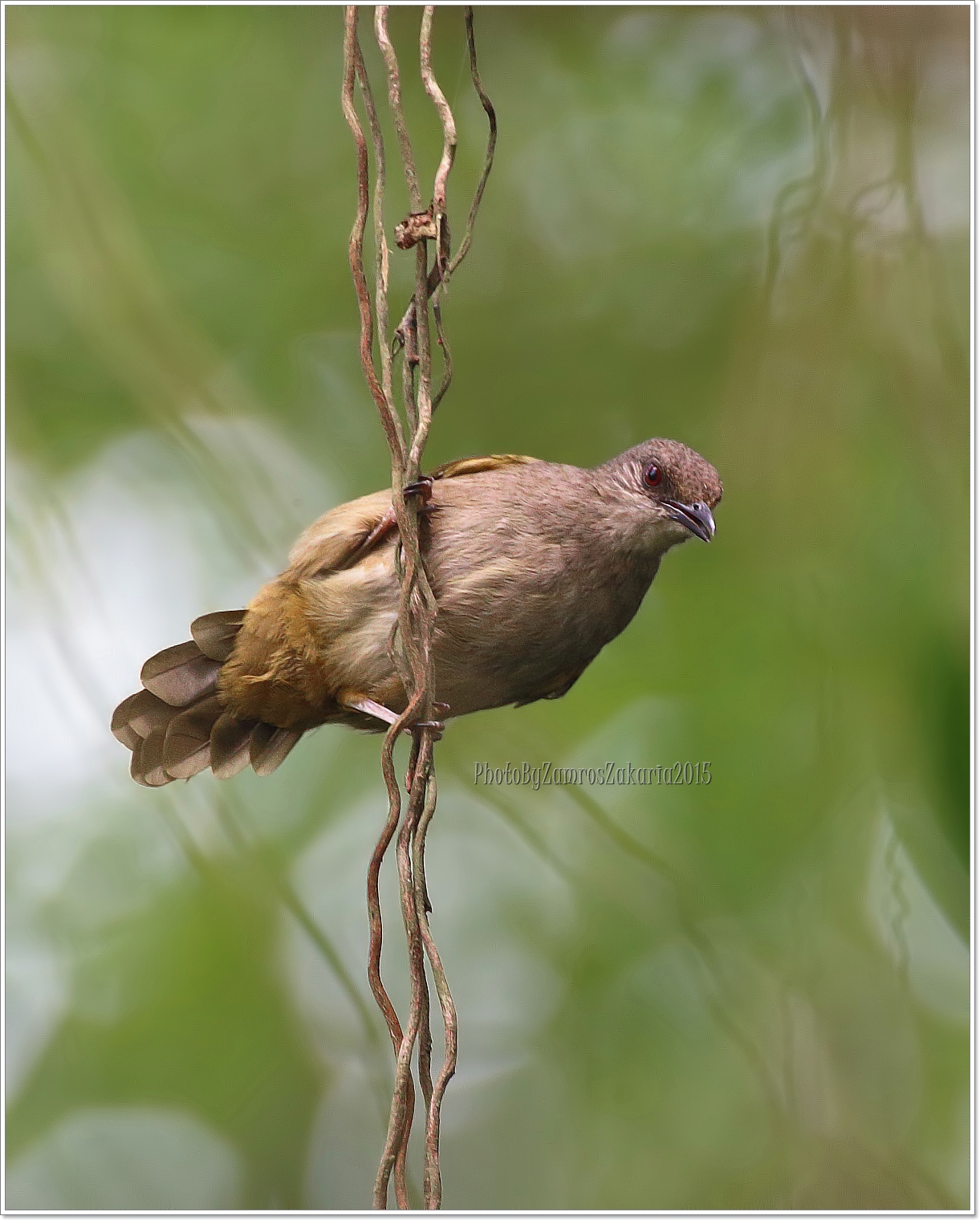 Olive-winged Bulbul