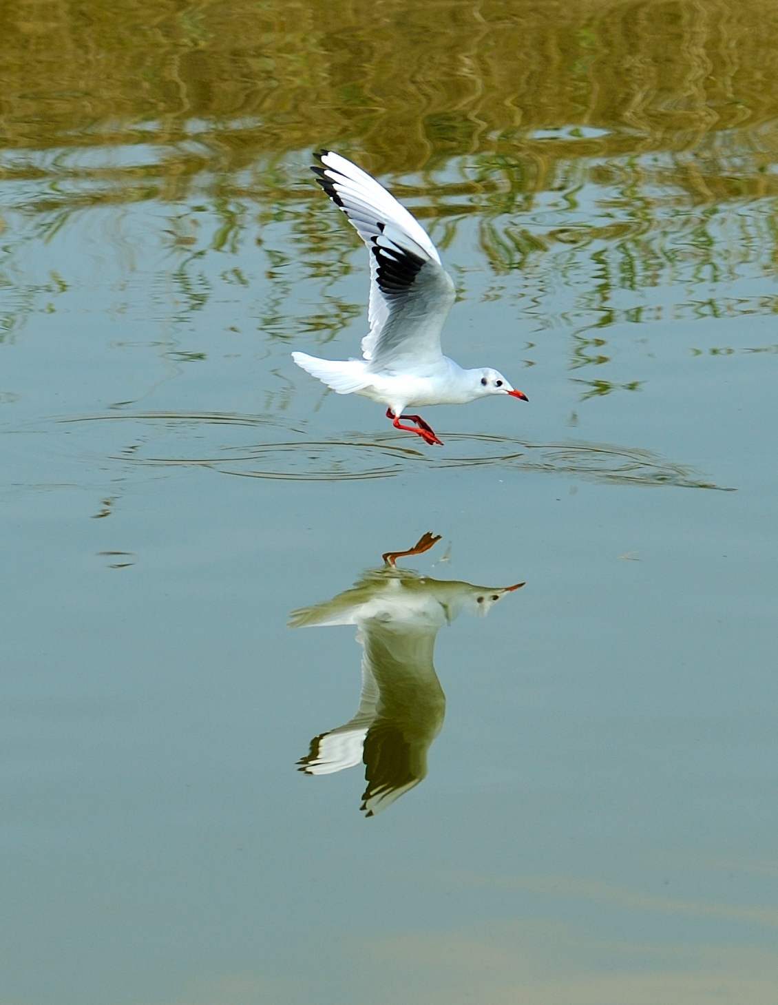 Specchiarsi nelle Valli di Comacchio