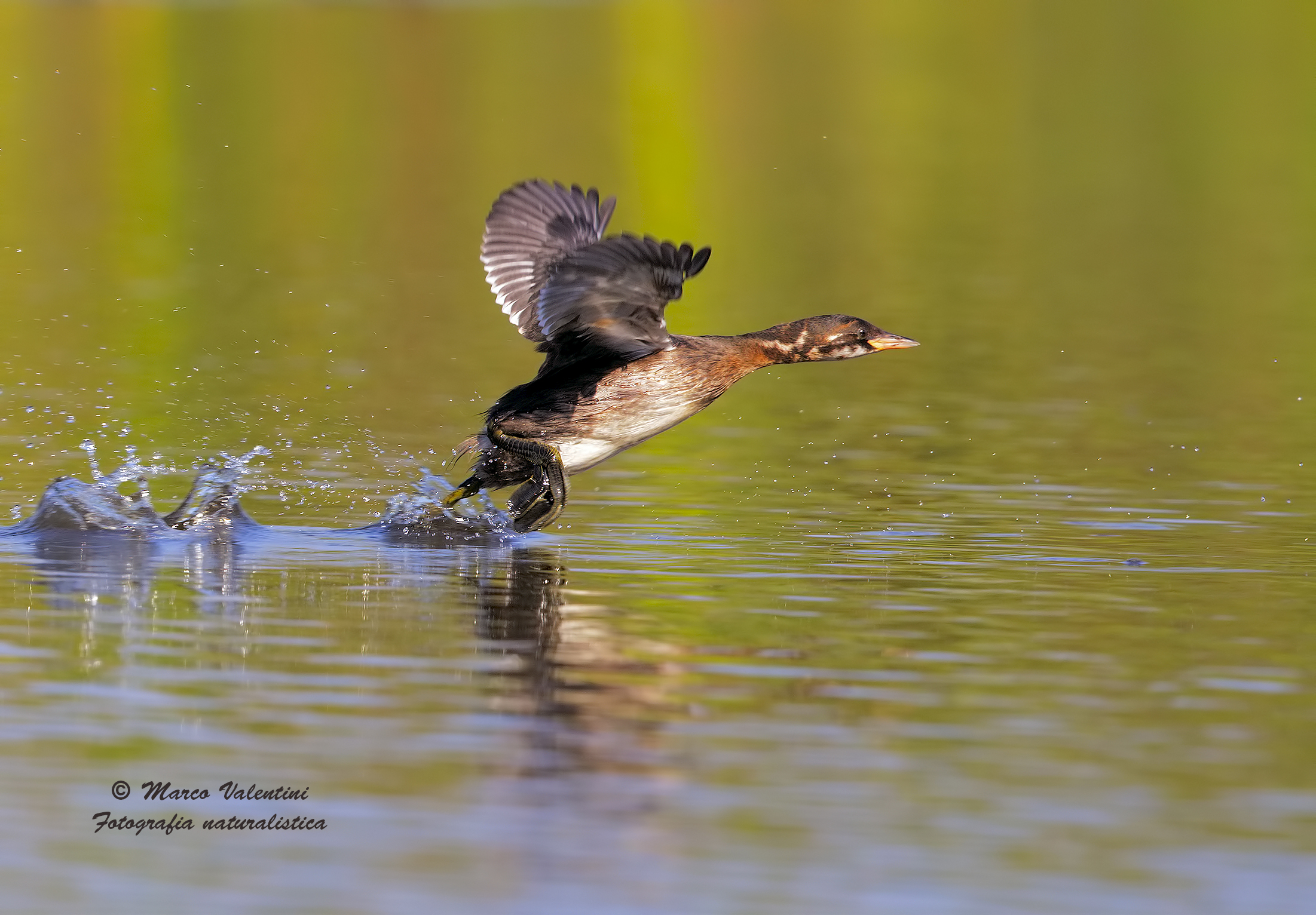 Corri...corri...corri....