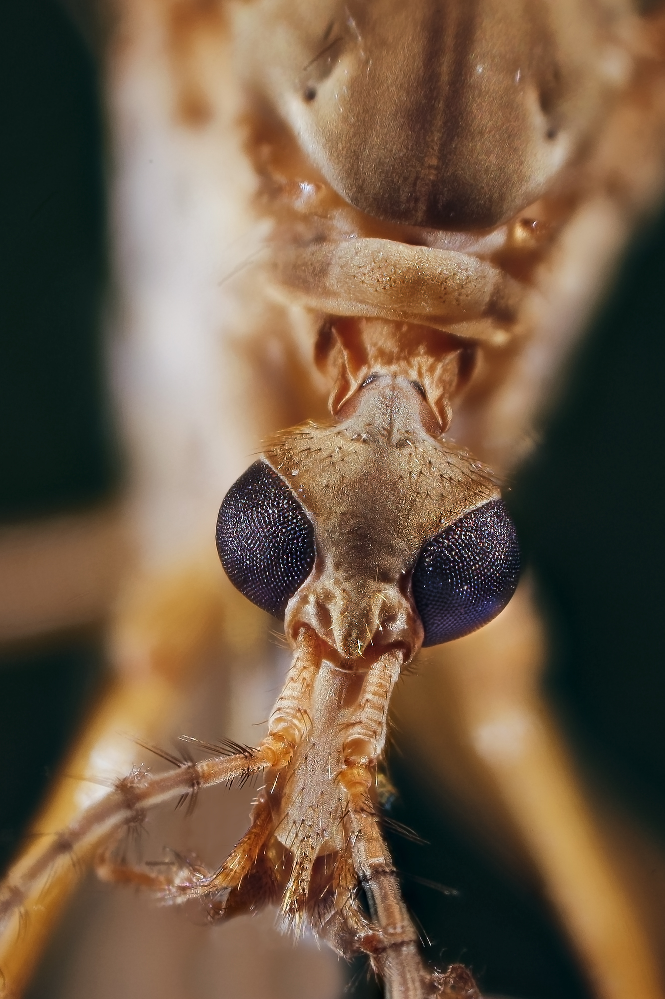 Ritratto di Tipulidae