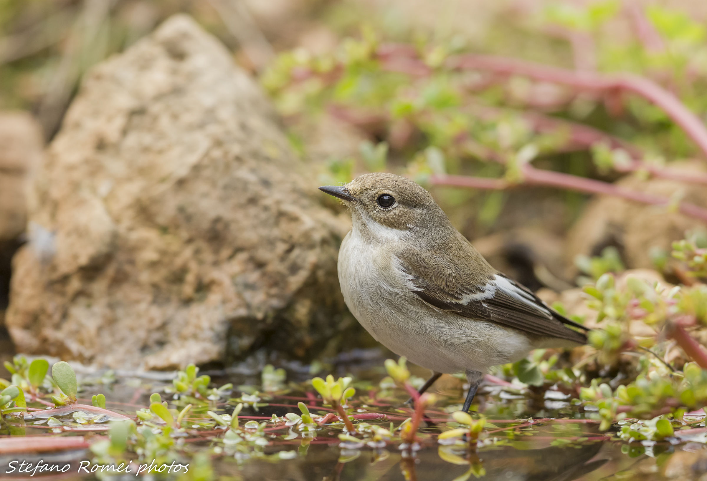 pied flycatcher