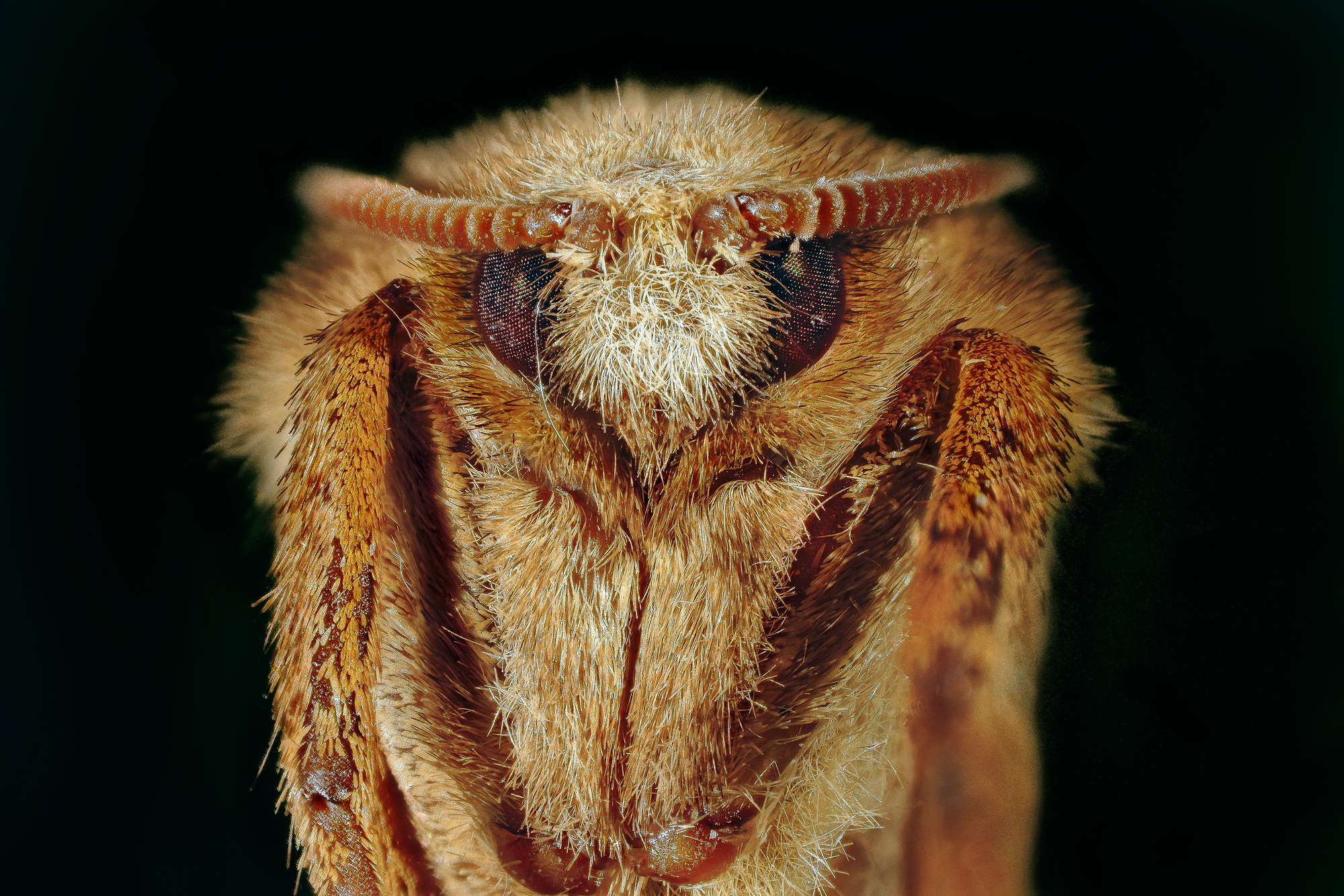 Ritratto di lepidottero notturno (Malacosoma neustrium)