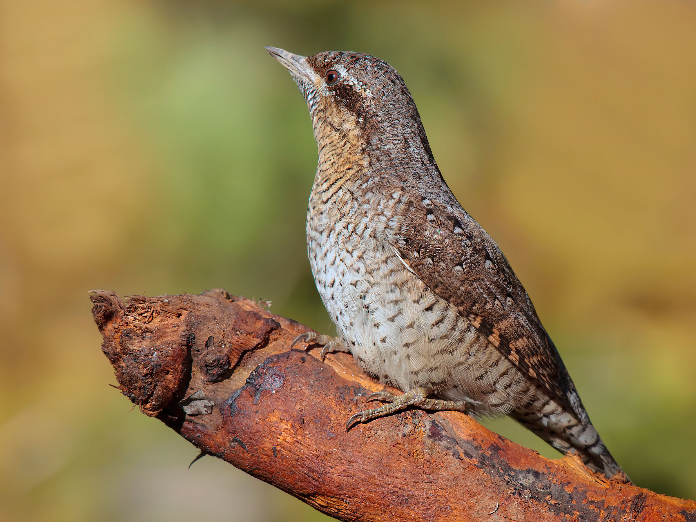 Torticollis 12/08/2014