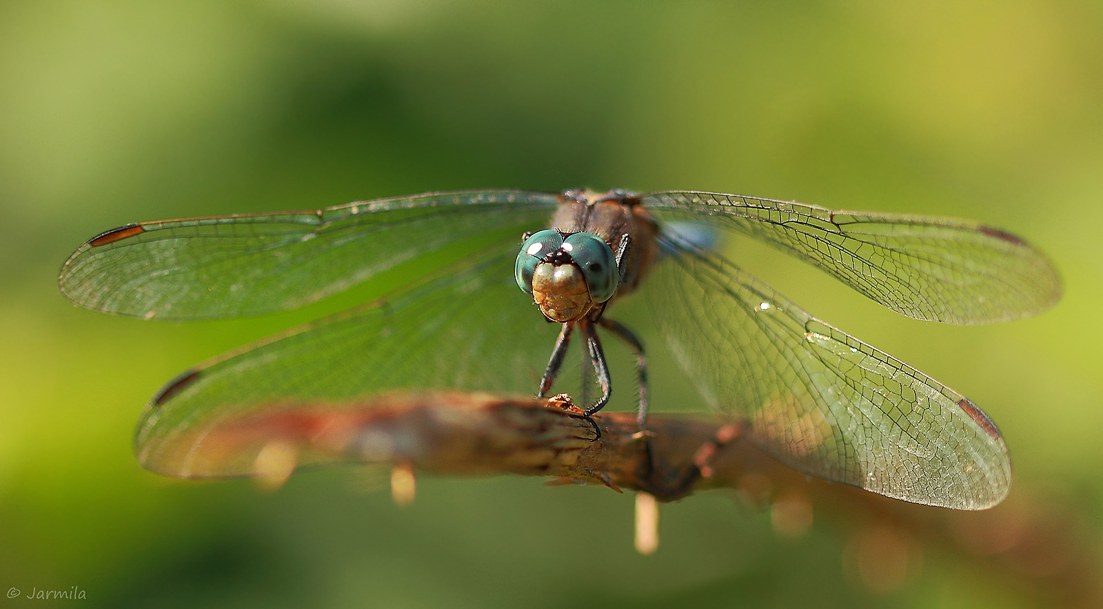 La Libellula  Illuminata Dal Sole