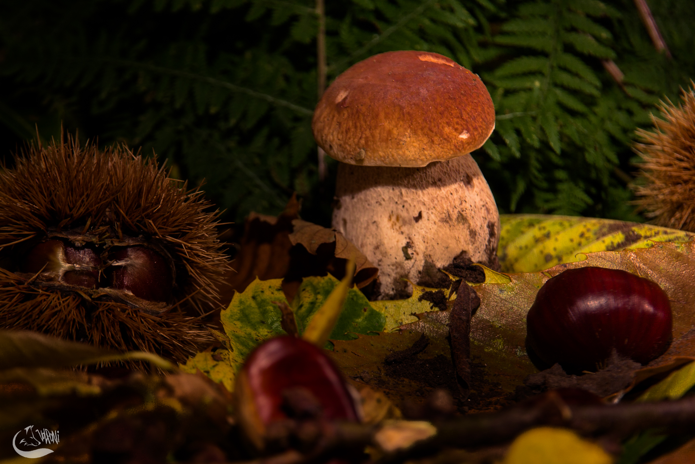 Autumn in the forest