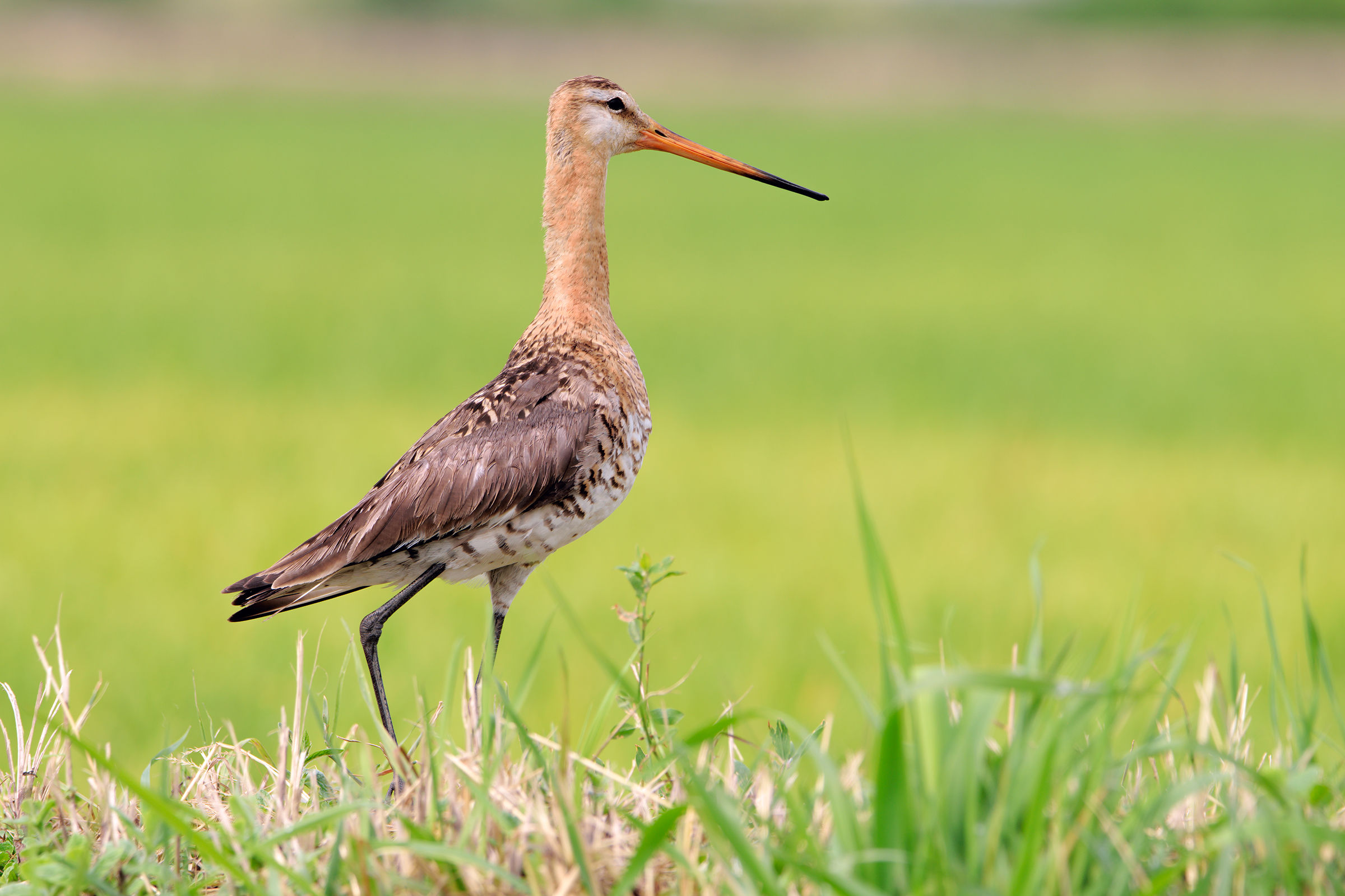 Royal Godwit