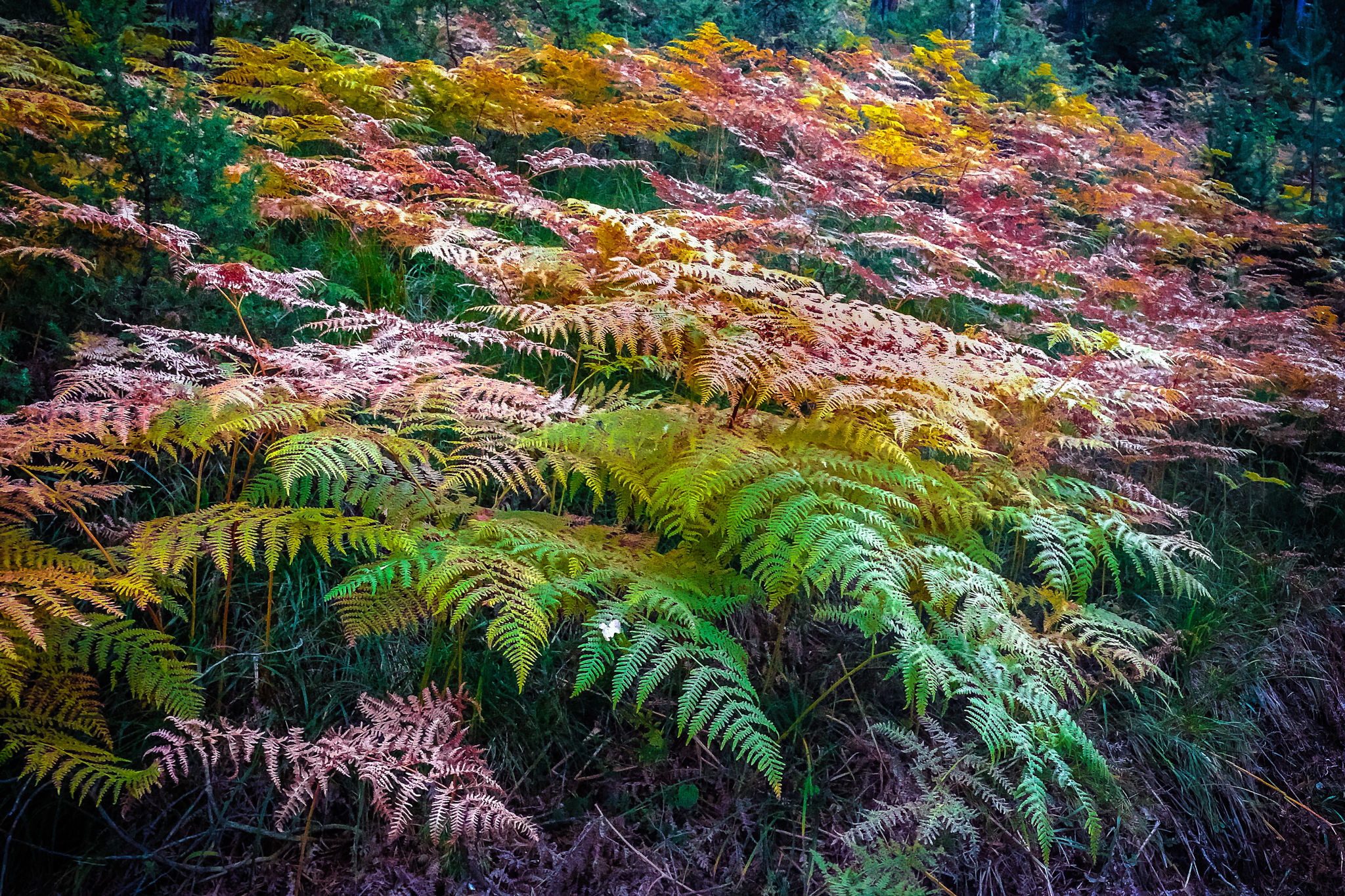 Fall at ferns's forest