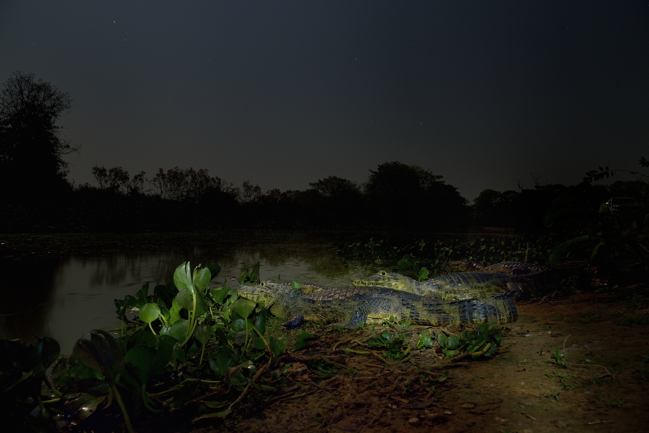 Pantanal 2015 - Caiman in notturna