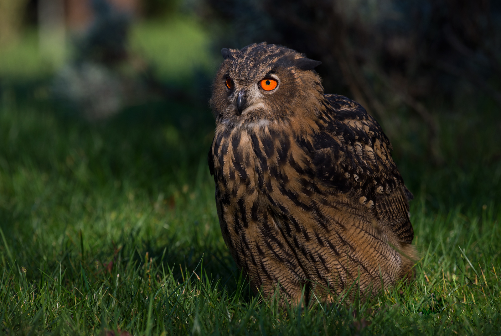 Young Eagle Owl