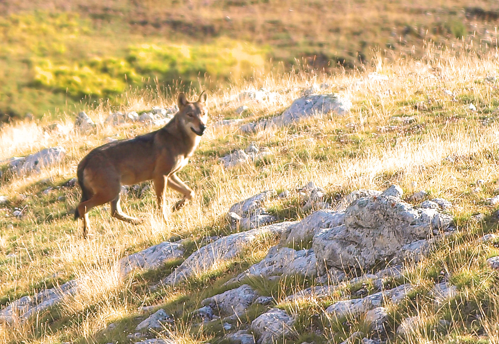 Lupo Appenninico - Campo Imperatore
