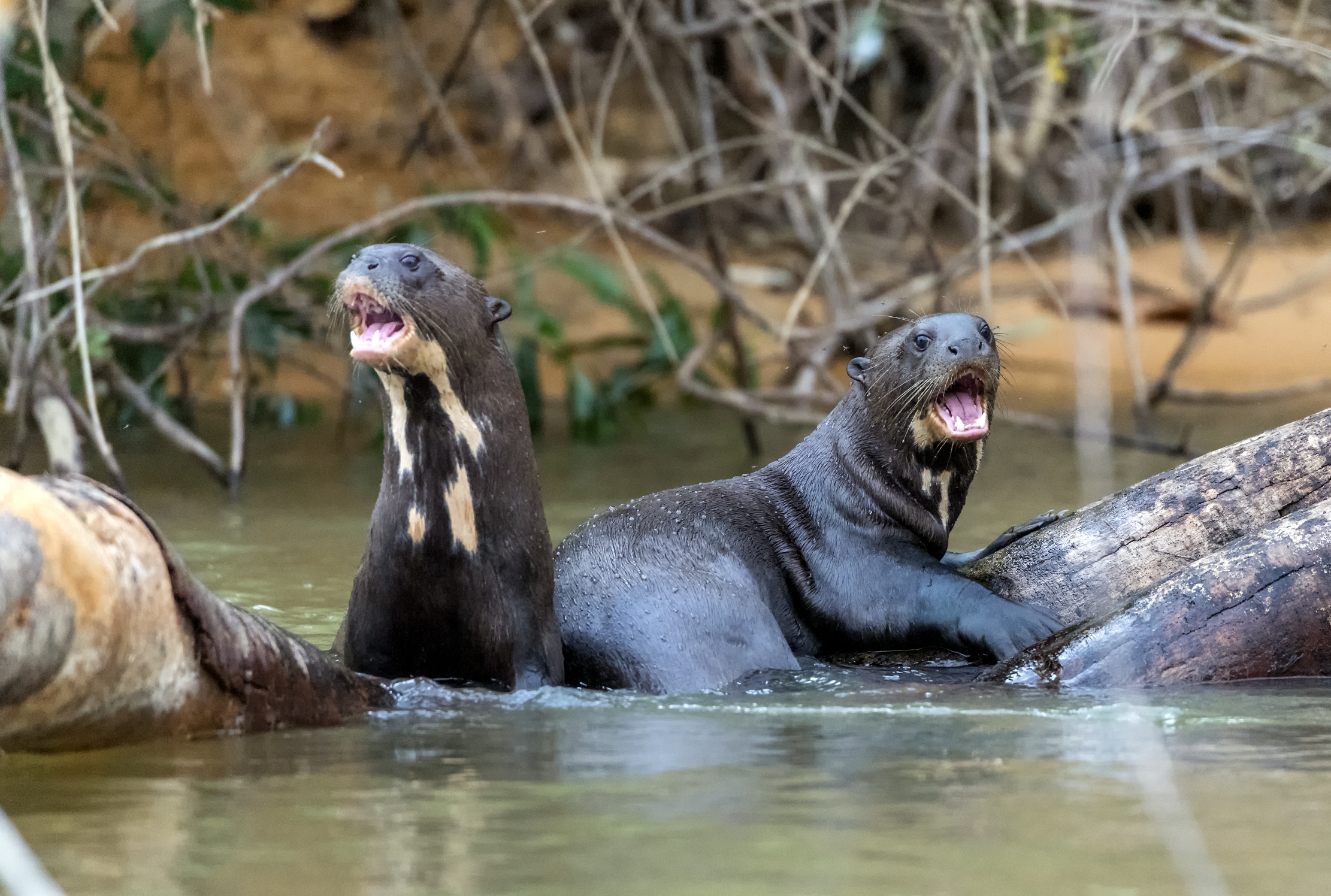 Pantanal 2015 - Lontre giganti