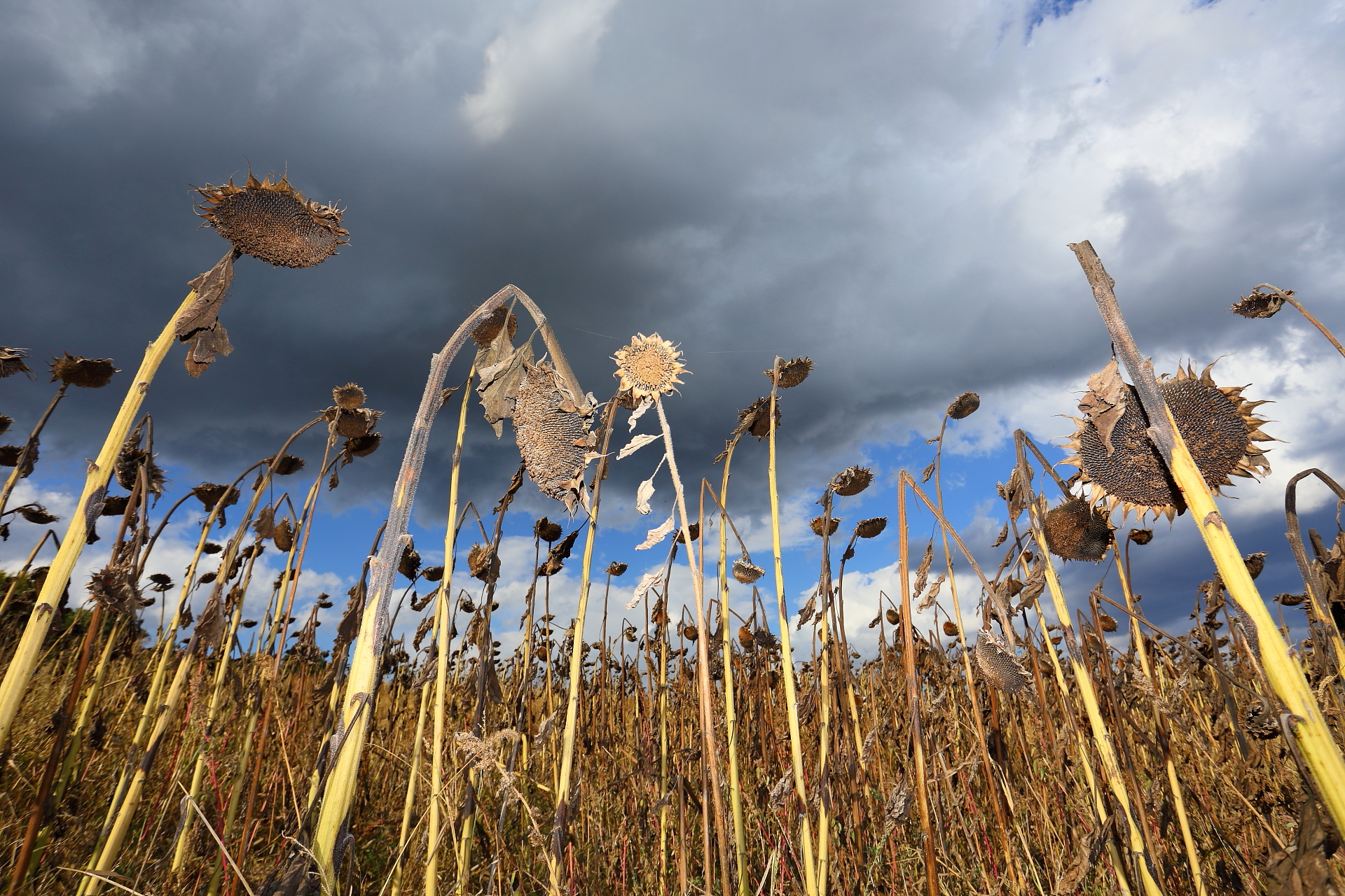 to each his own destiny