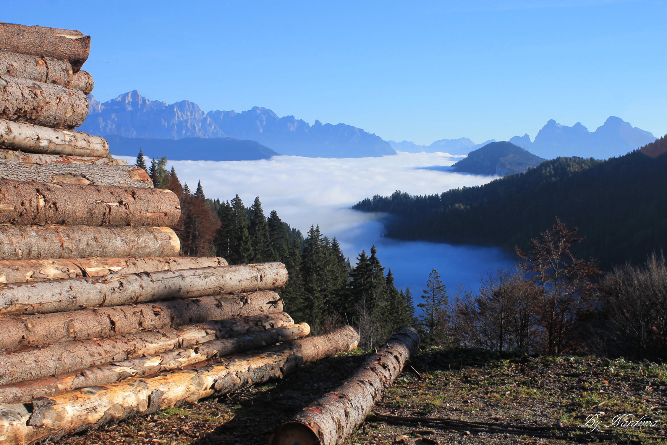 The forest above the clouds