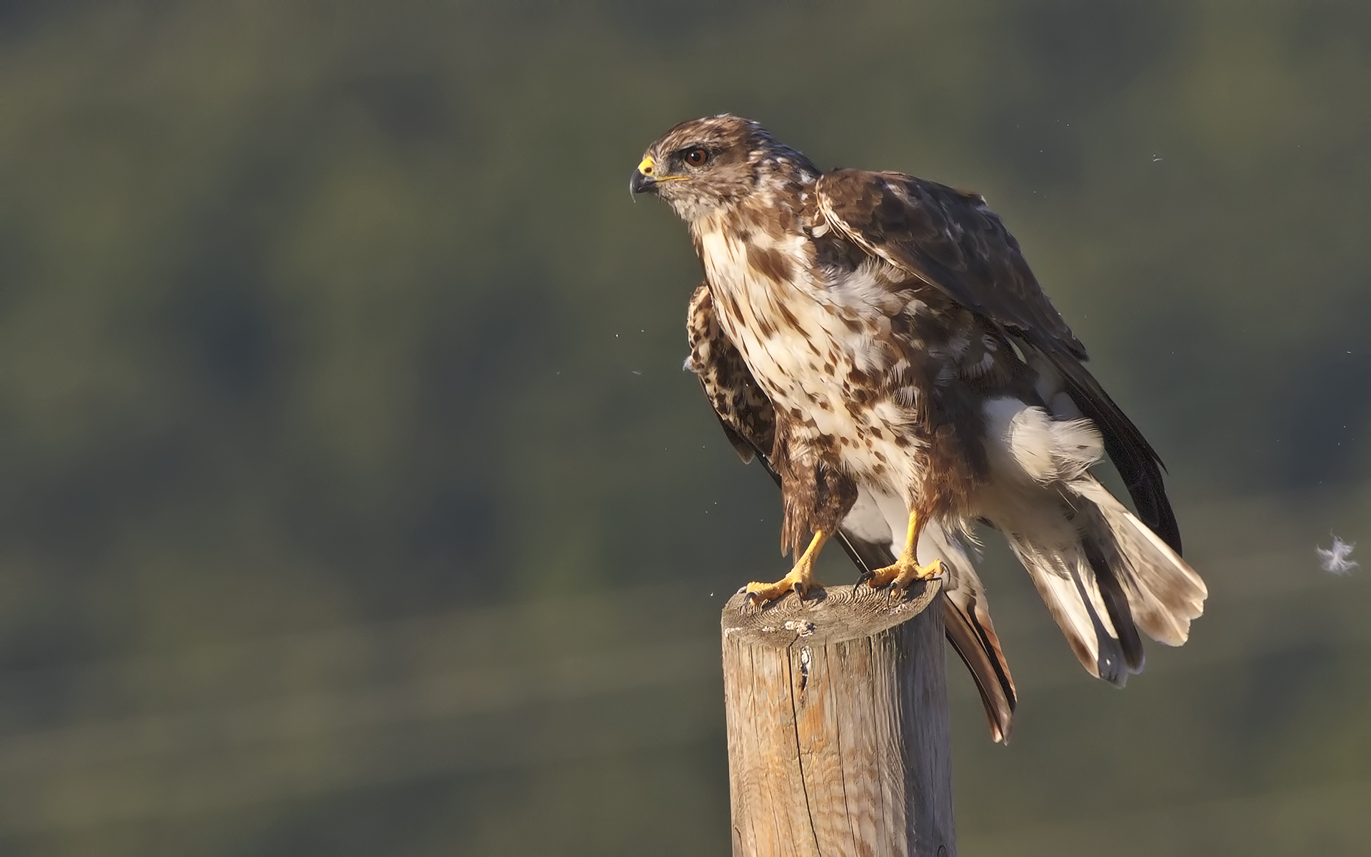 confidente..ma non troppo